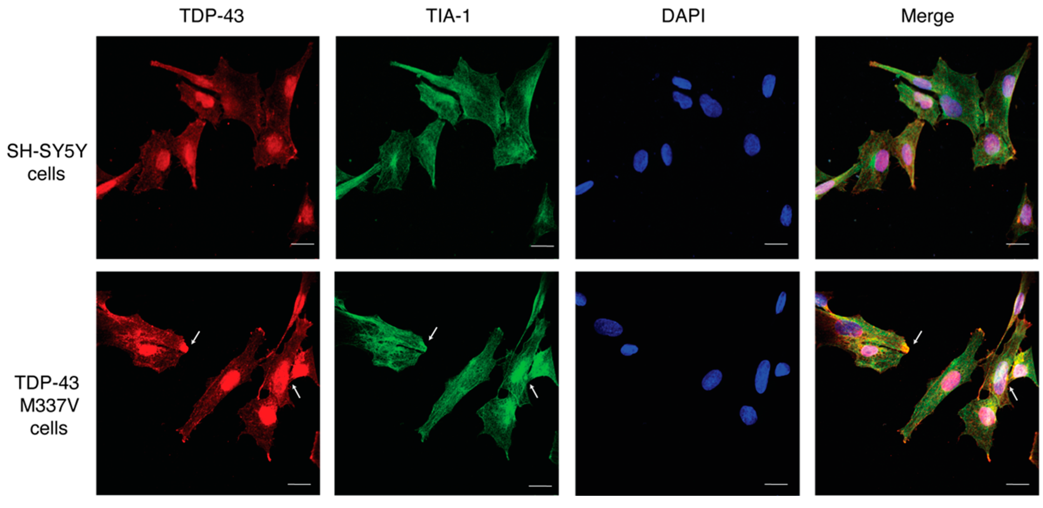 Ijms 23 14769 g005 Ijms 23 14769 g005