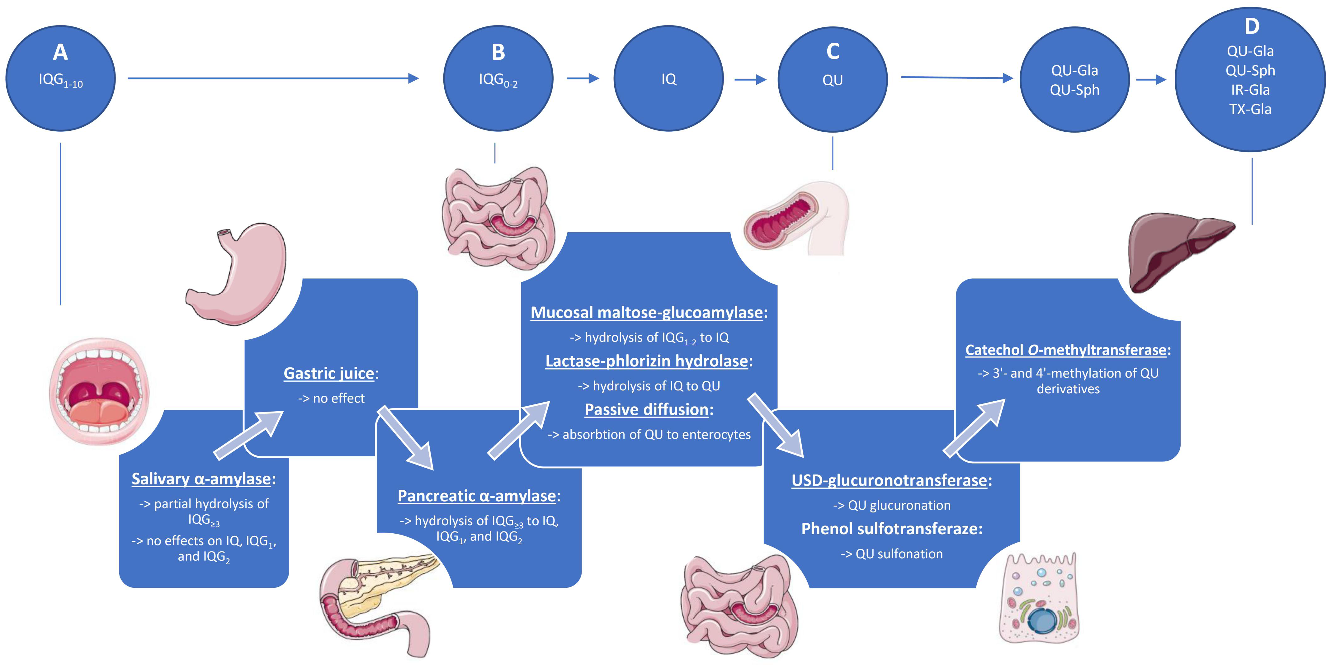 Ijms 23 14784 g002 Ijms 23 14784 g002