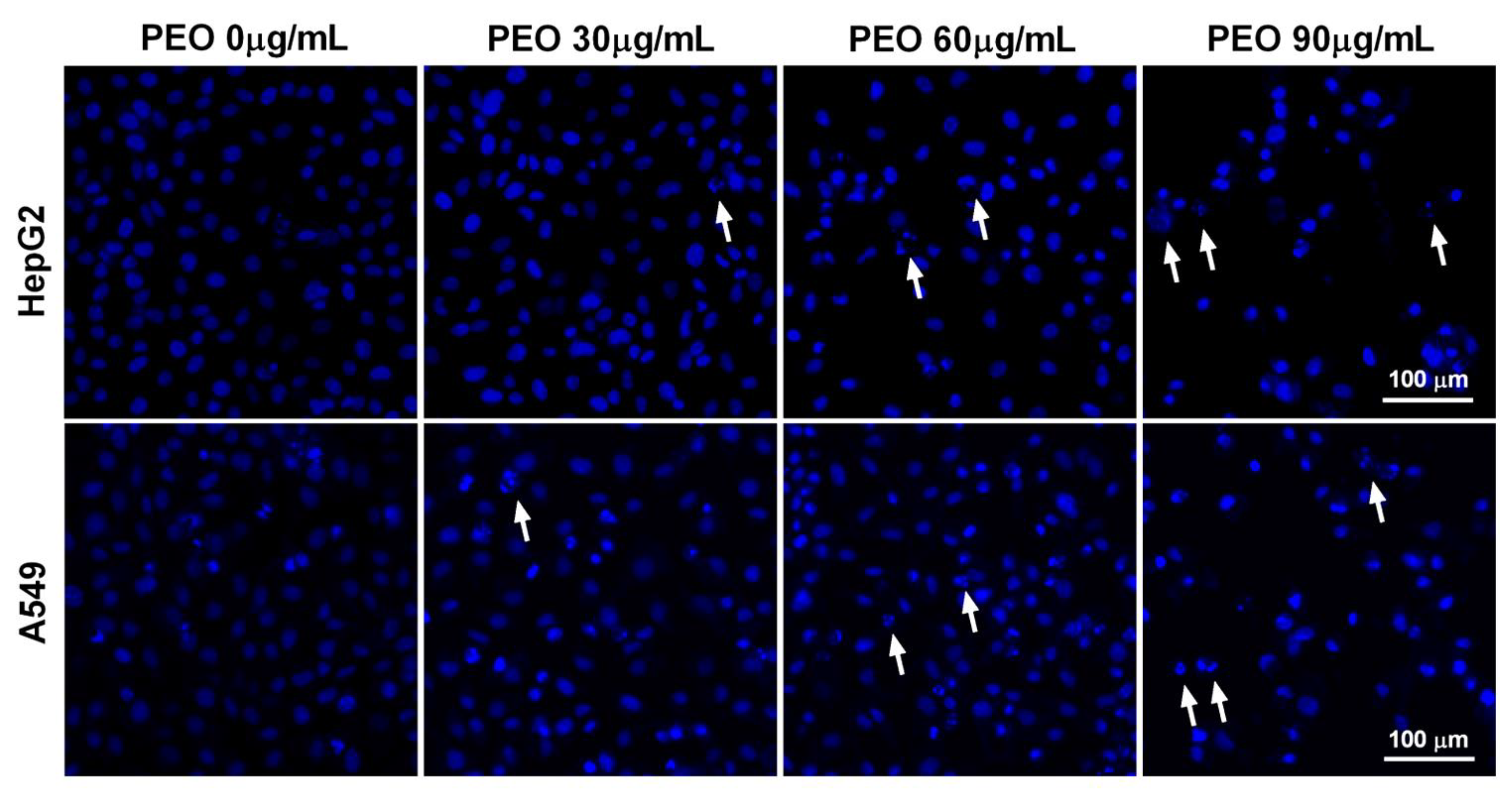 Ijms 23 14790 g005 Ijms 23 14790 g005