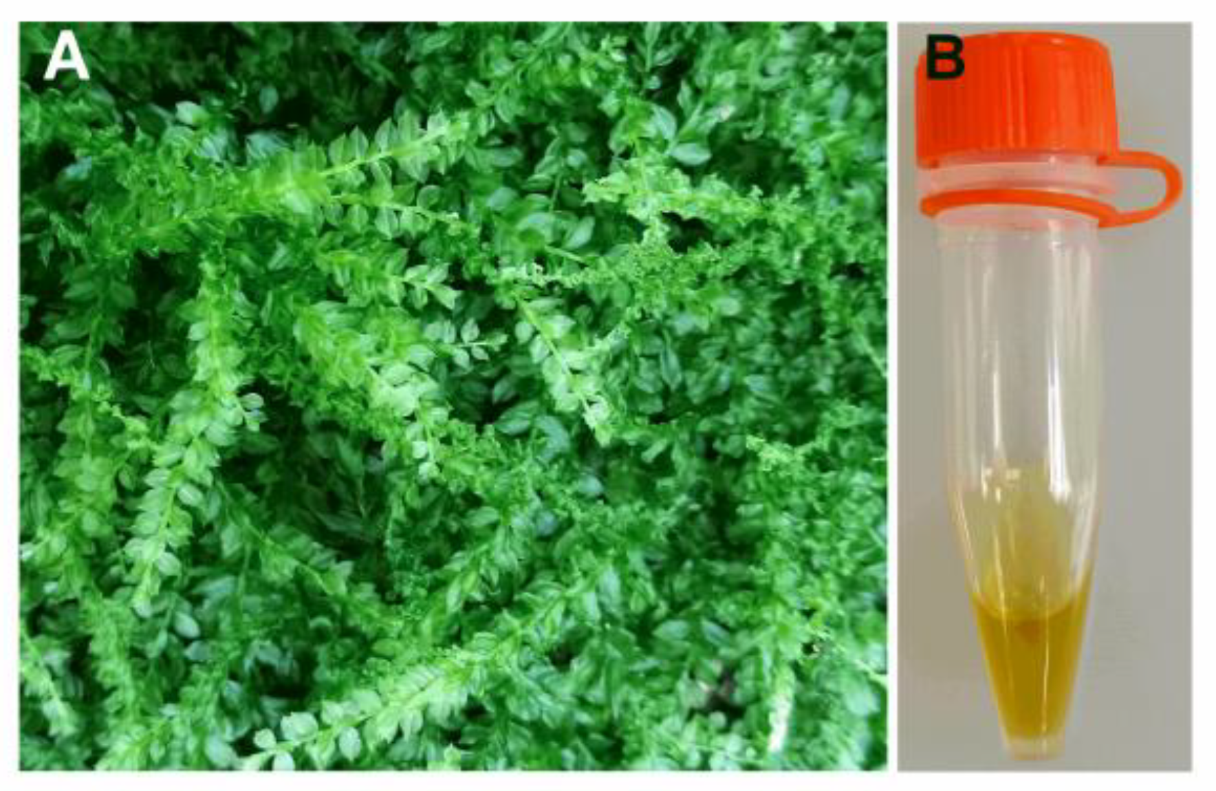 Ijms 23 14790 g013 Ijms 23 14790 g013