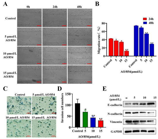 Discovery of a Novel Bloom's Syndrome Protein (BLM Discovery of a Novel Bloom's Syndrome Protein (BLM