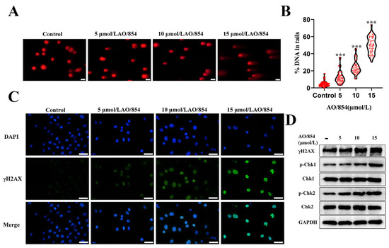 Discovery of a Novel Bloom's Syndrome Protein (BLM