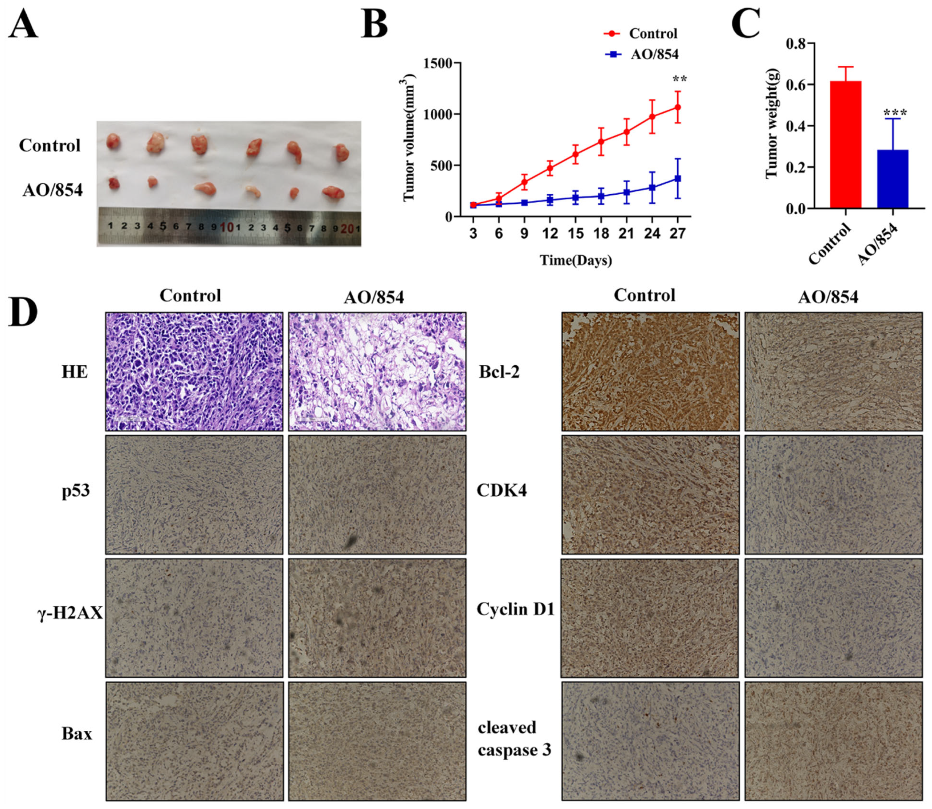 Discovery of a Novel Bloom's Syndrome Protein (BLM