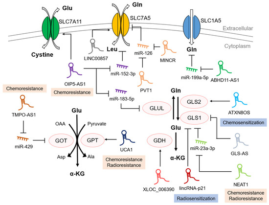The Involvement of Long Non-Coding RNAs in Glutamine