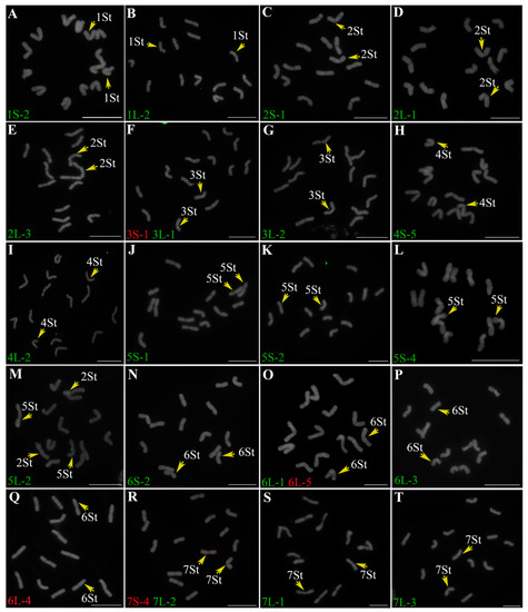 Pseudorogneria libanotica Intraspecific Genetic Polymorphism