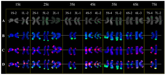Pseudorogneria libanotica Intraspecific Genetic Polymorphism
