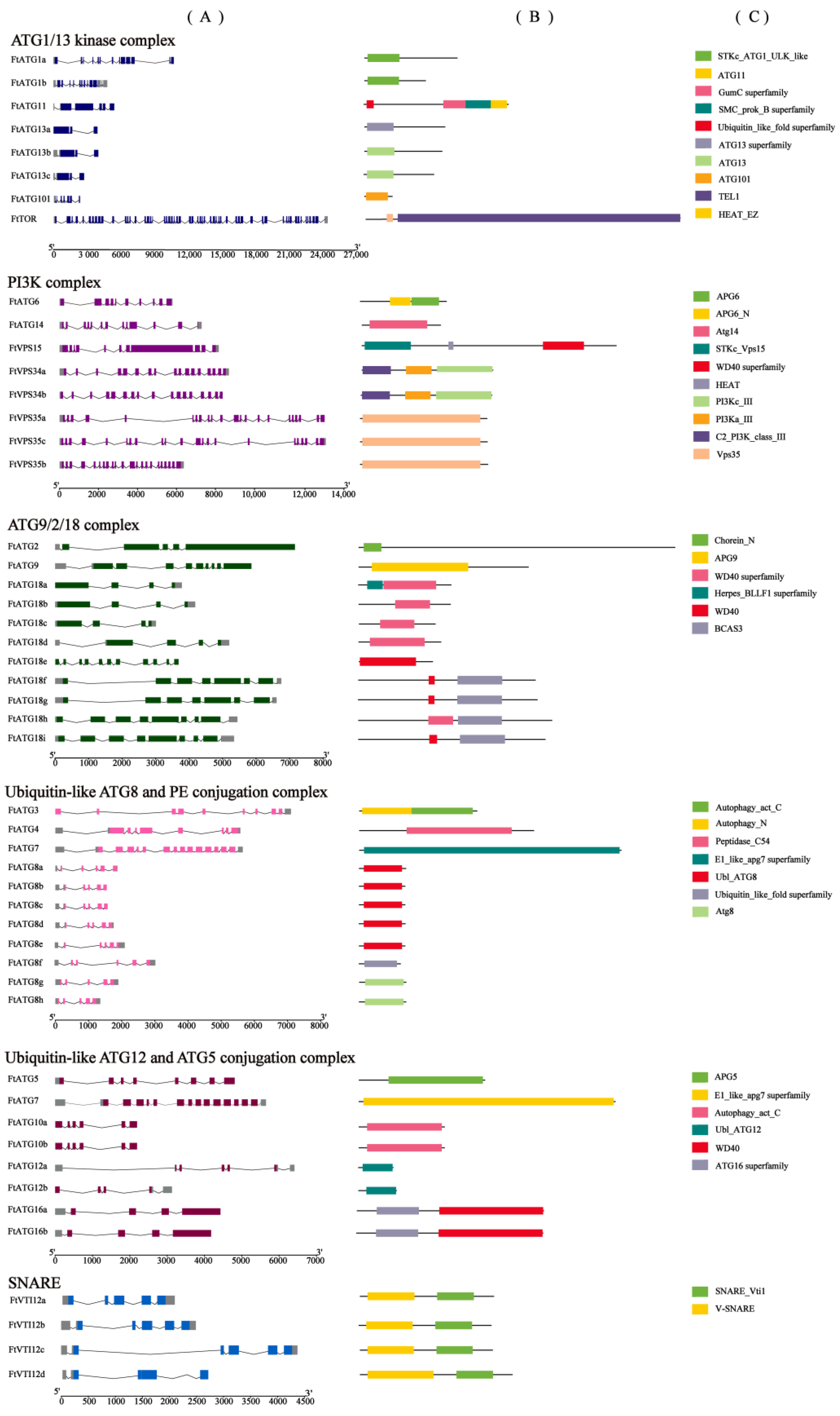 Genome-Wide Identification of ATG Gene Family Members in Fagopyrum ...