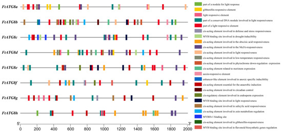 Genome-Wide Identification of ATG Gene Family Members in Fagopyrum ...