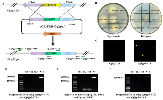 Identification of a Novel Pleiotropic Transcriptional