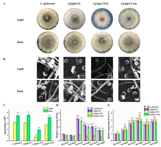 大学生 割引 Identification Transcriptional Pleiotropic Novel a of 写真・グラフィック