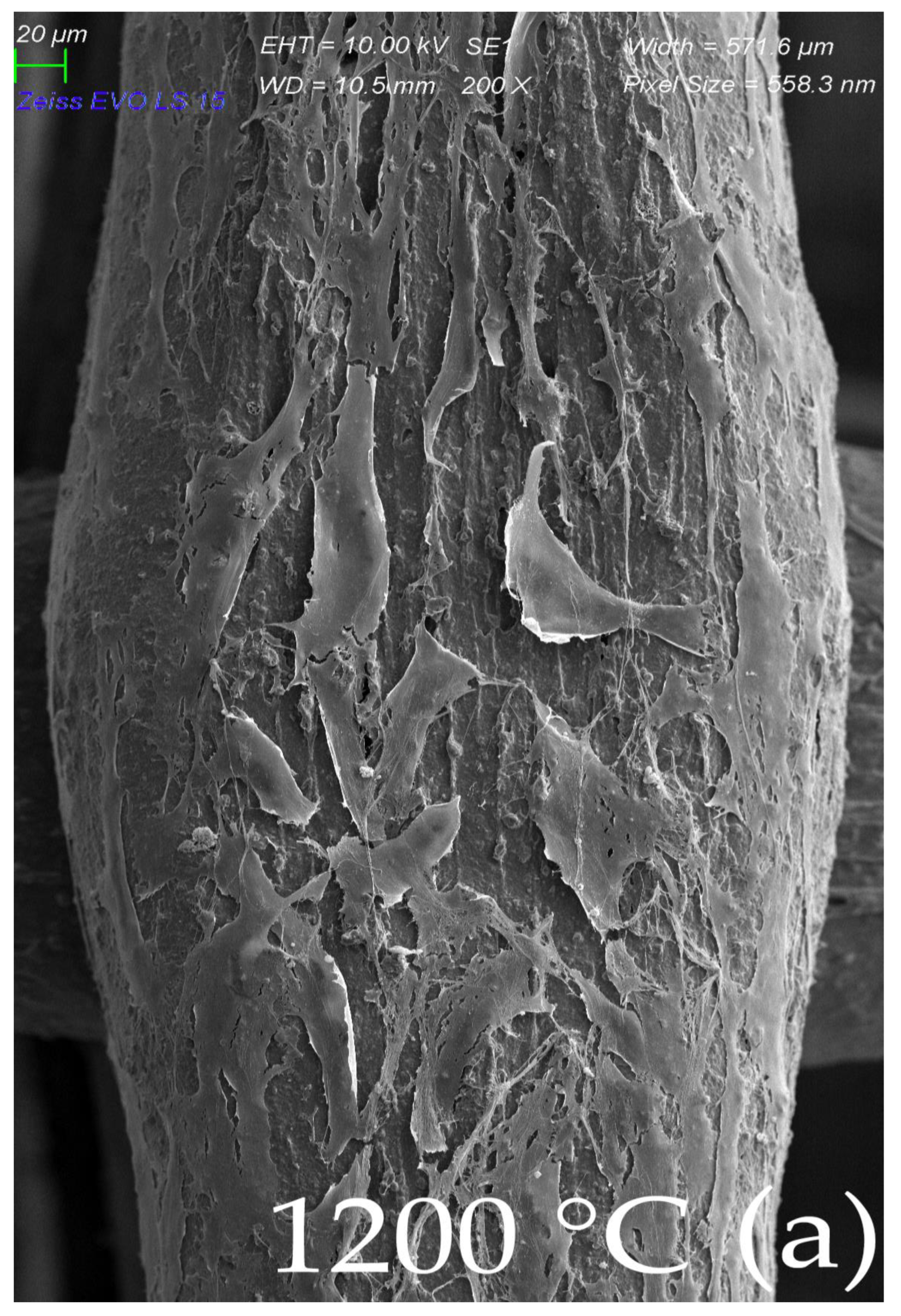 Ijms 23 14870 g008a Ijms 23 14870 g008a