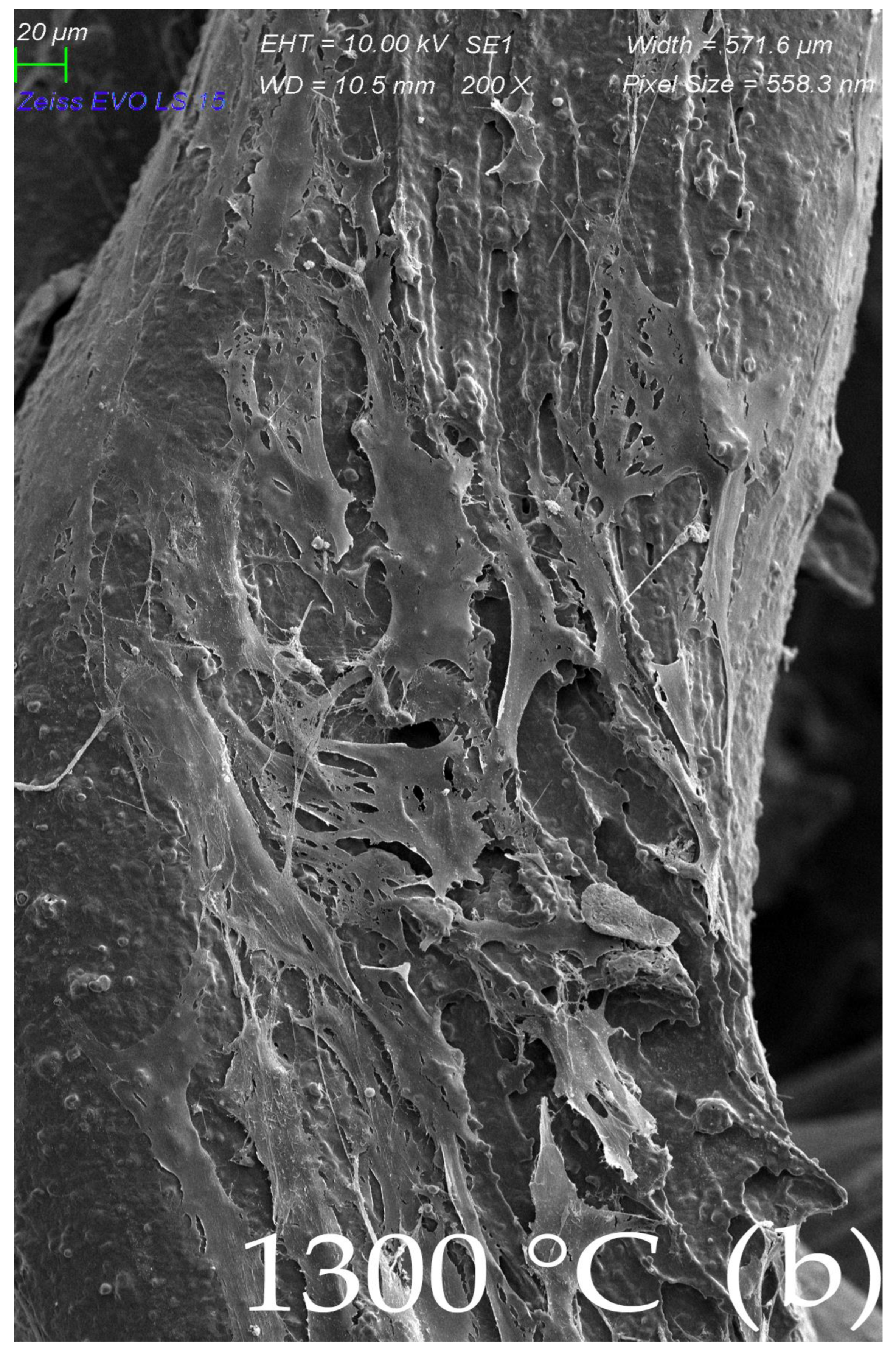 Ijms 23 14870 g008b Ijms 23 14870 g008b