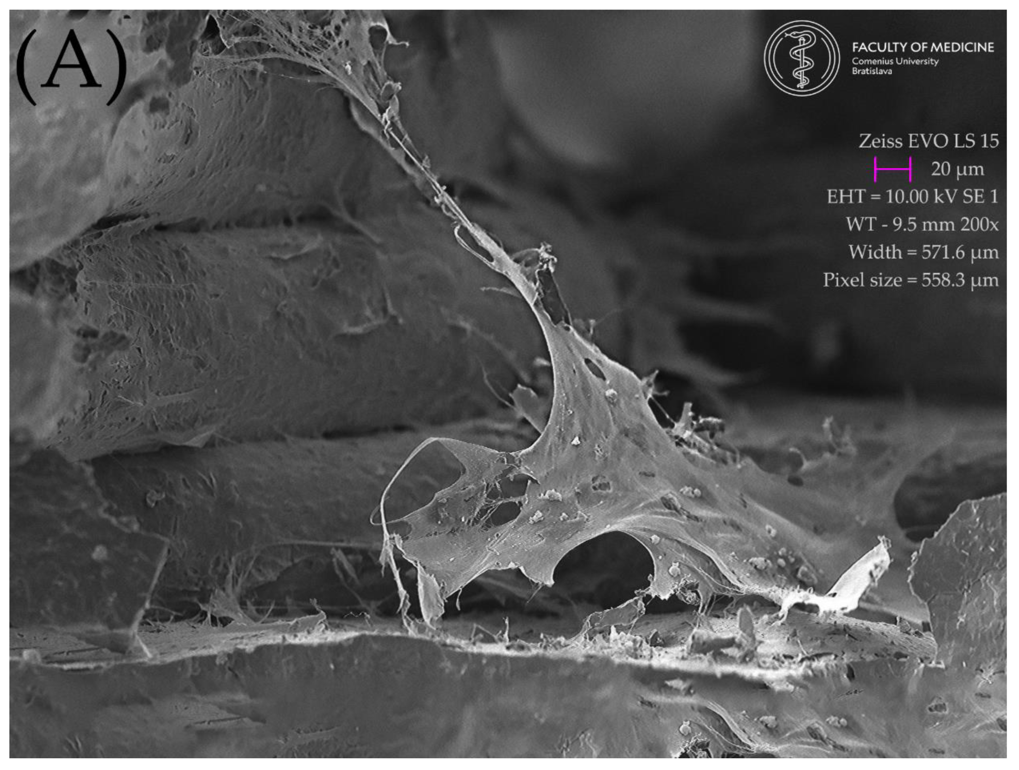 Ijms 23 14870 g009a Ijms 23 14870 g009a