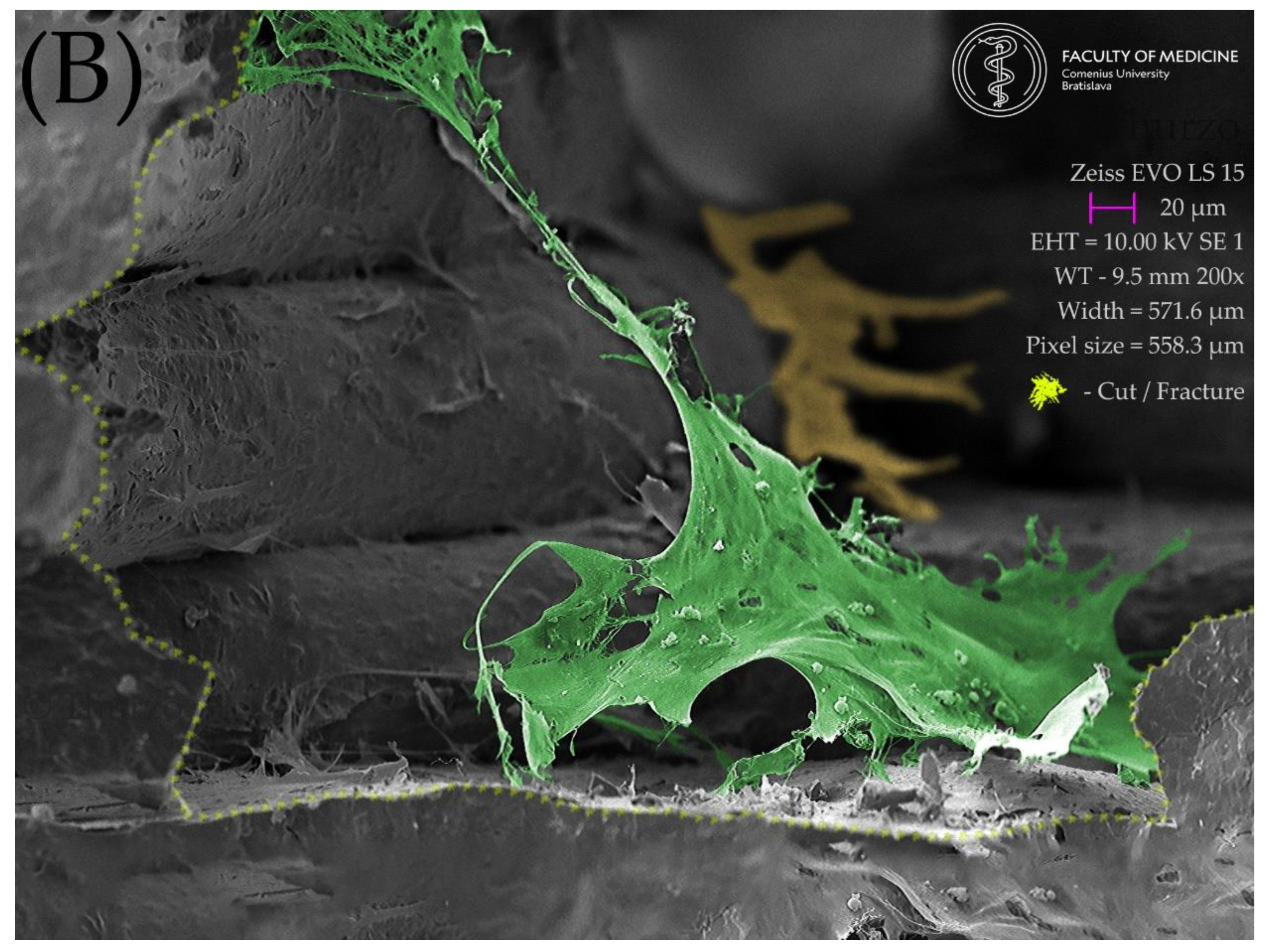 Ijms 23 14870 g009b Ijms 23 14870 g009b