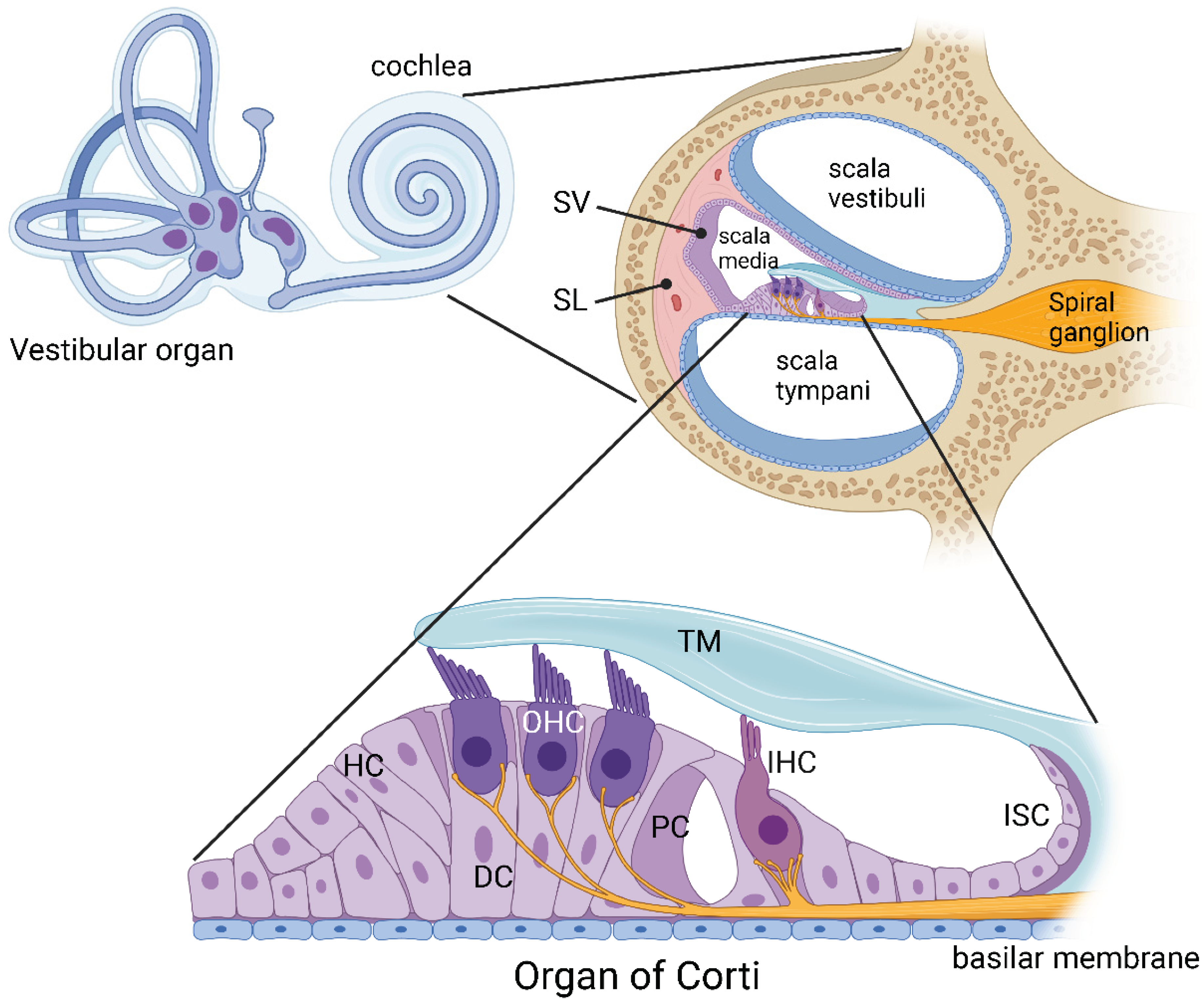 IJMS Free FullText Purinergic Signalling in the Cochlea