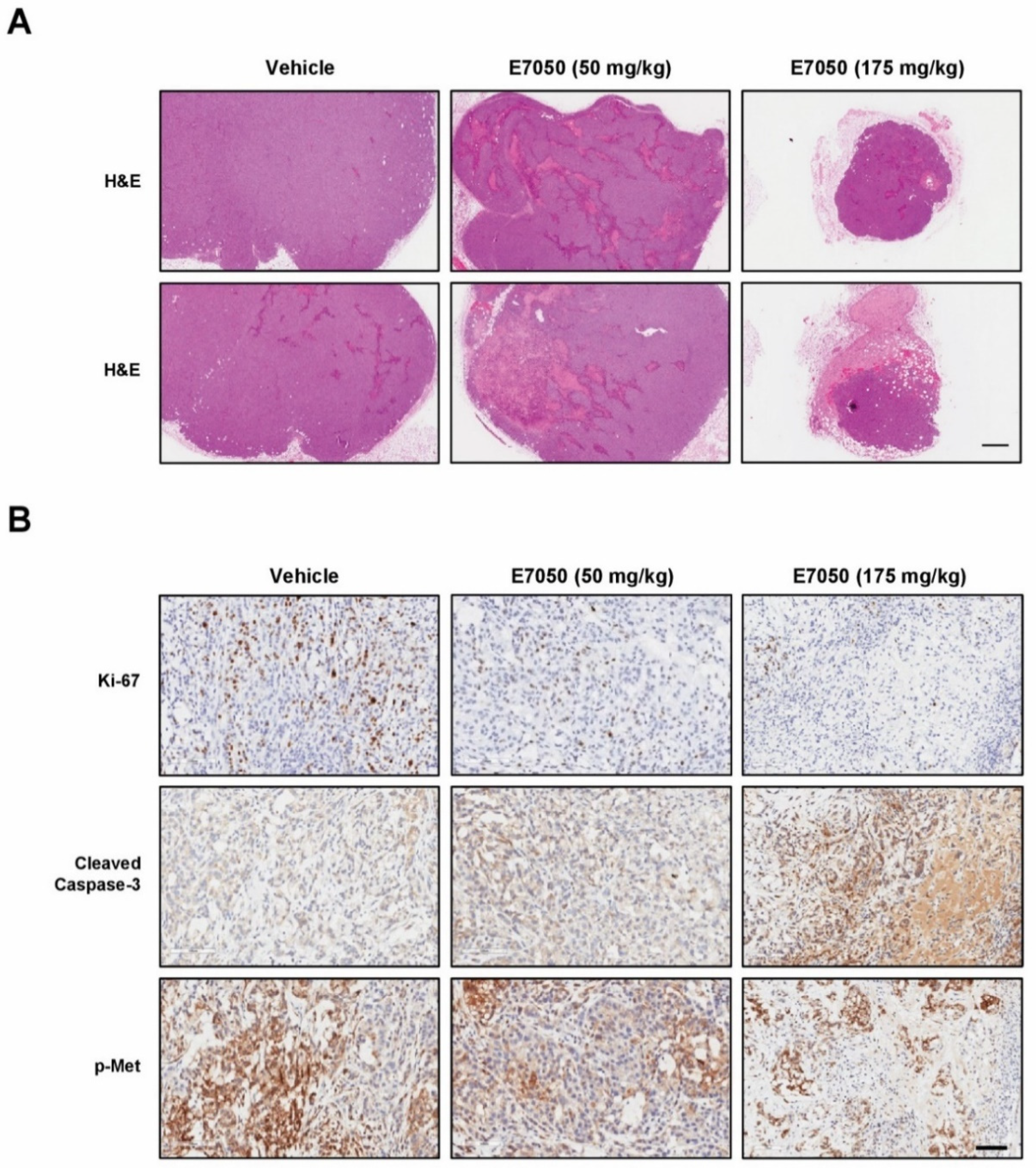 Ijms 23 14884 g007 Ijms 23 14884 g007