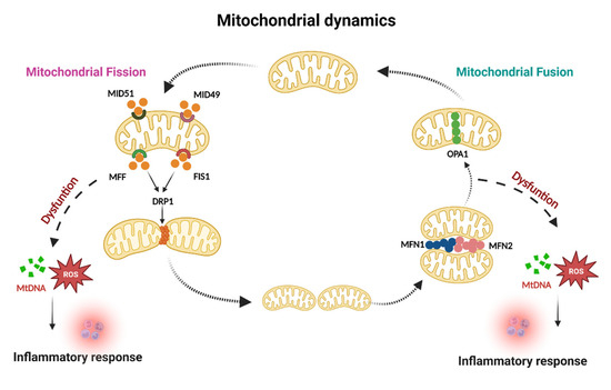 Mitochondrial Control in Inflammatory Gastrointestinal Diseases