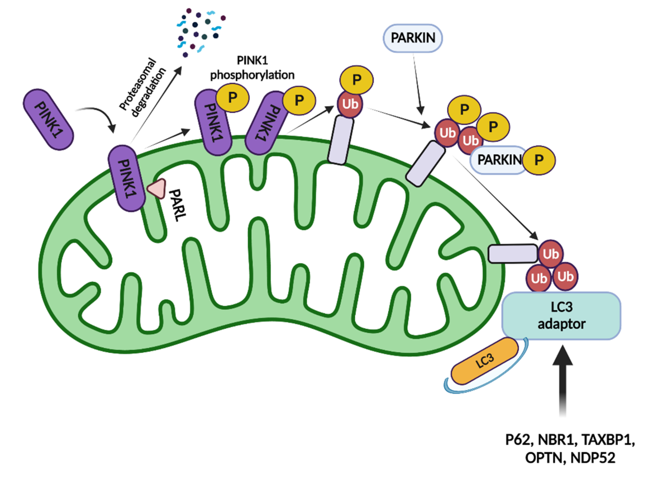 Ijms 23 14890 g002 Ijms 23 14890 g002