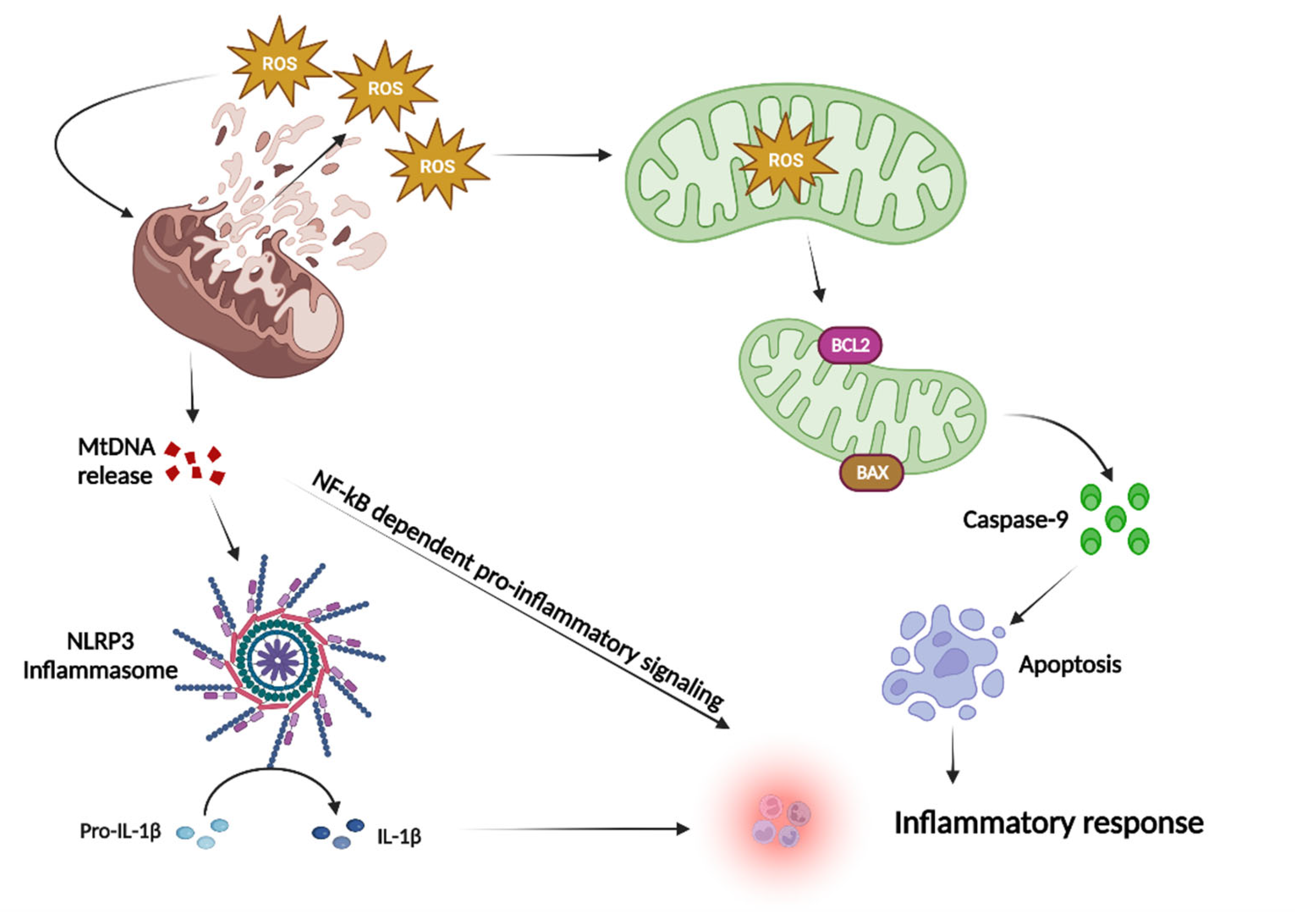 Ijms 23 14890 g003 Ijms 23 14890 g003