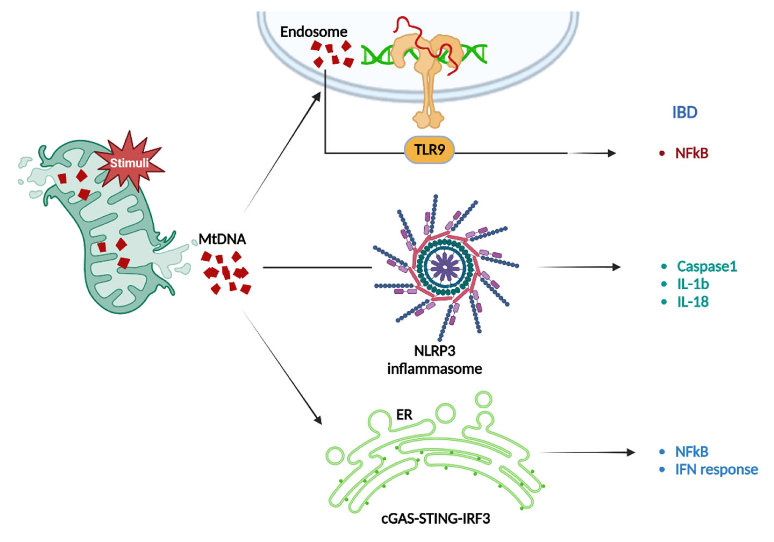 Ijms 23 14890 g004 Ijms 23 14890 g004