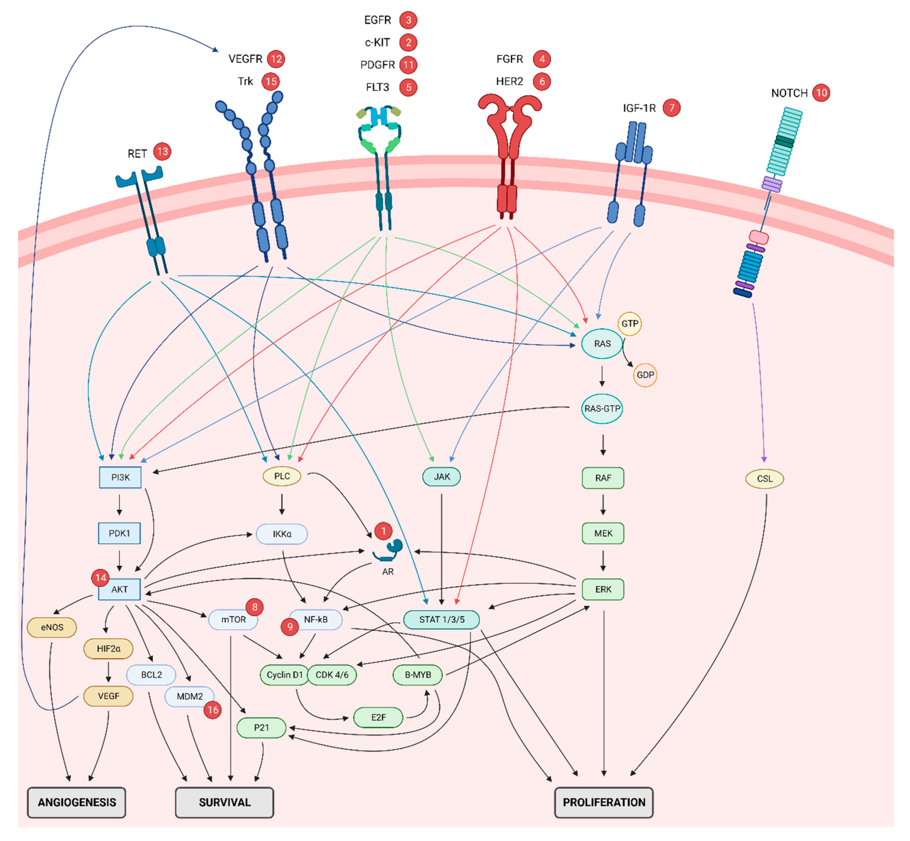 Ijms 23 14891 g001 Ijms 23 14891 g001