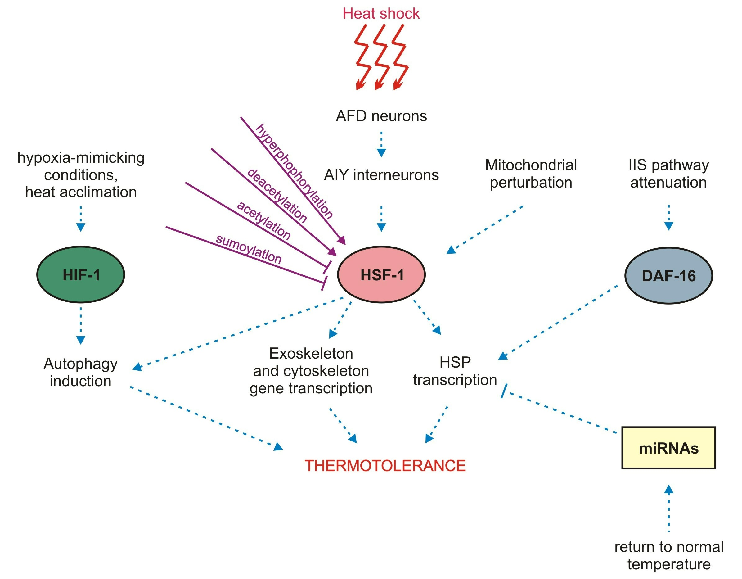 IJMS Free FullText The Thermal Stress Coping Network of the