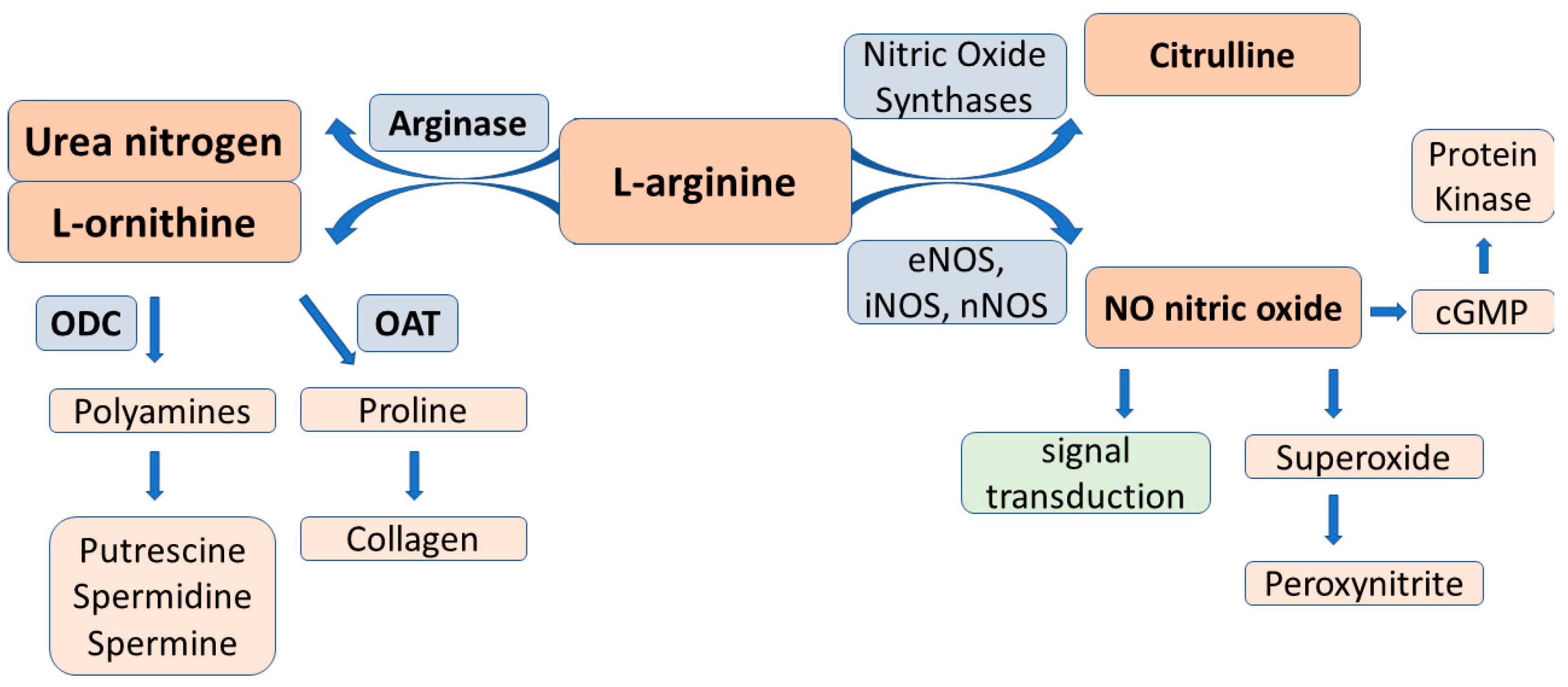 IJMS Free FullText The Role of LArginineNO System in Female