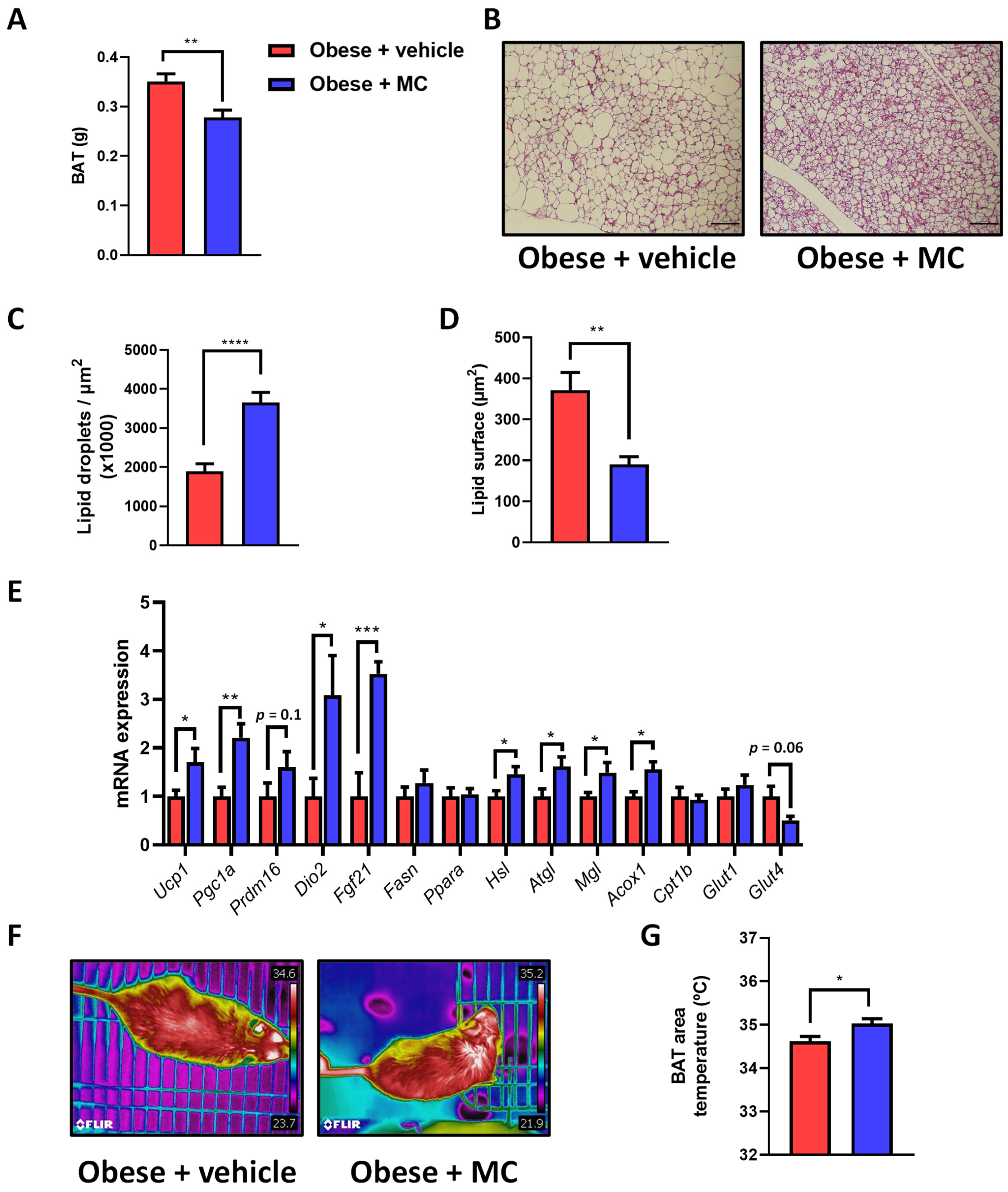 Ijms 23 14923 g004 Ijms 23 14923 g004