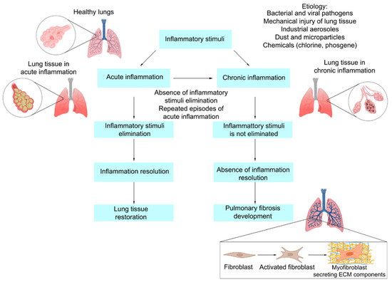 ijms-free-full-text-pulmonary-fibrosis-as-a-result-of-acute-lung