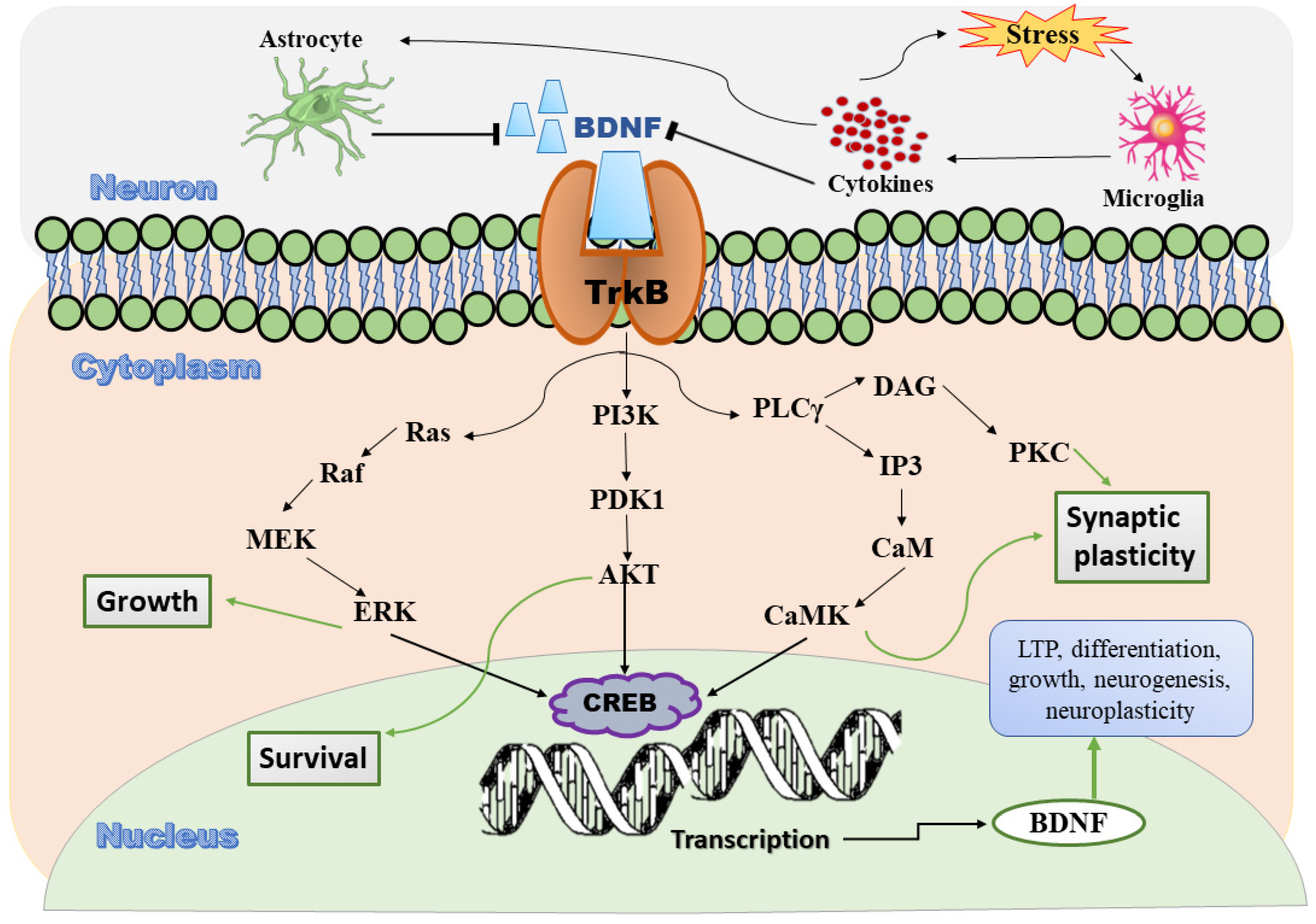IJMS | Free Full-Text | Antidepressive Effect of Natural Products 
