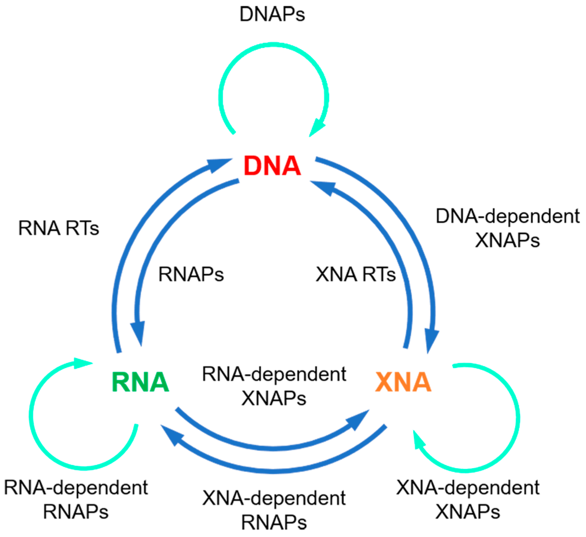 Thermophilic Nucleic Acid Polymerases and Their Application