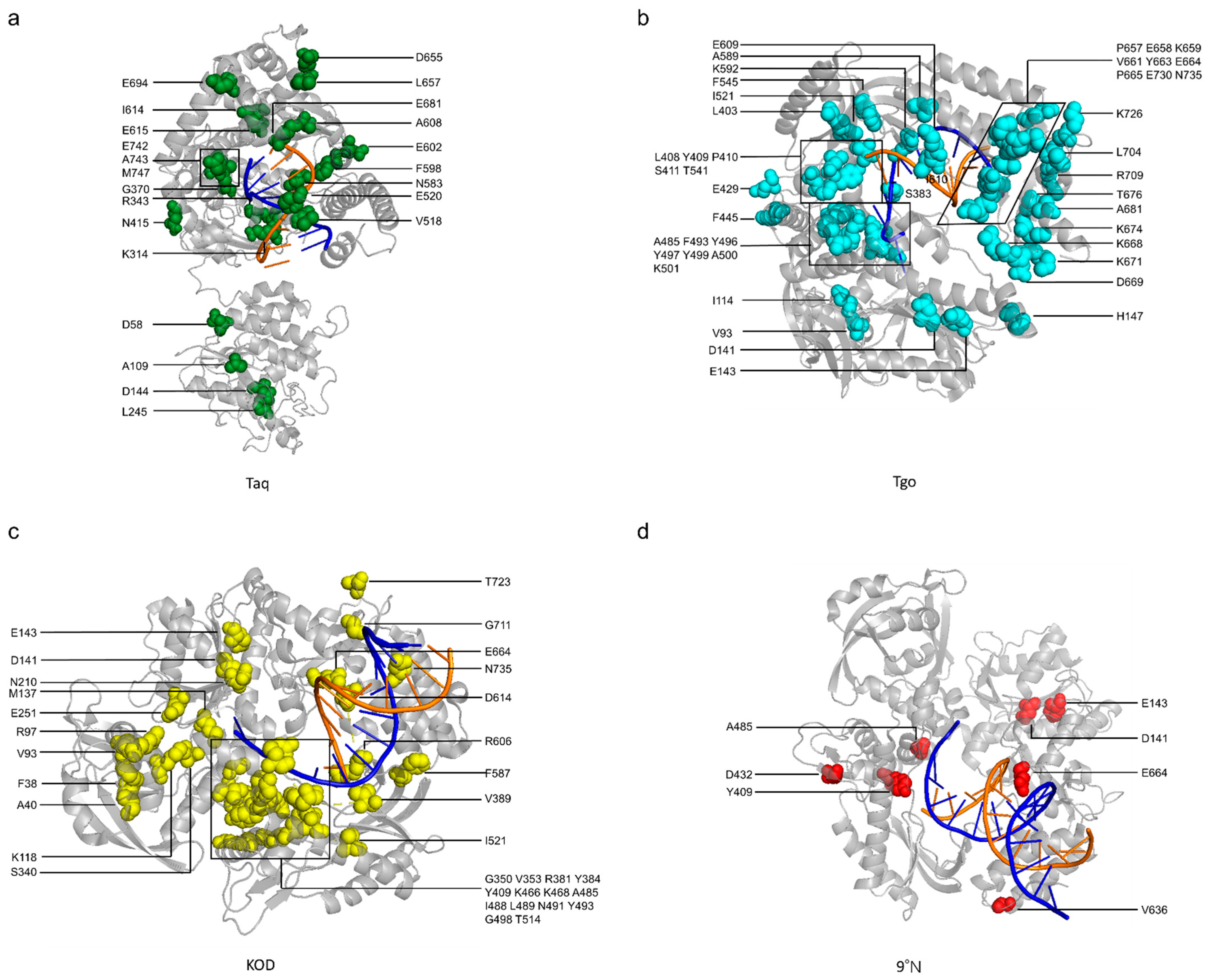Thermophilic Nucleic Acid Polymerases and Their Application
