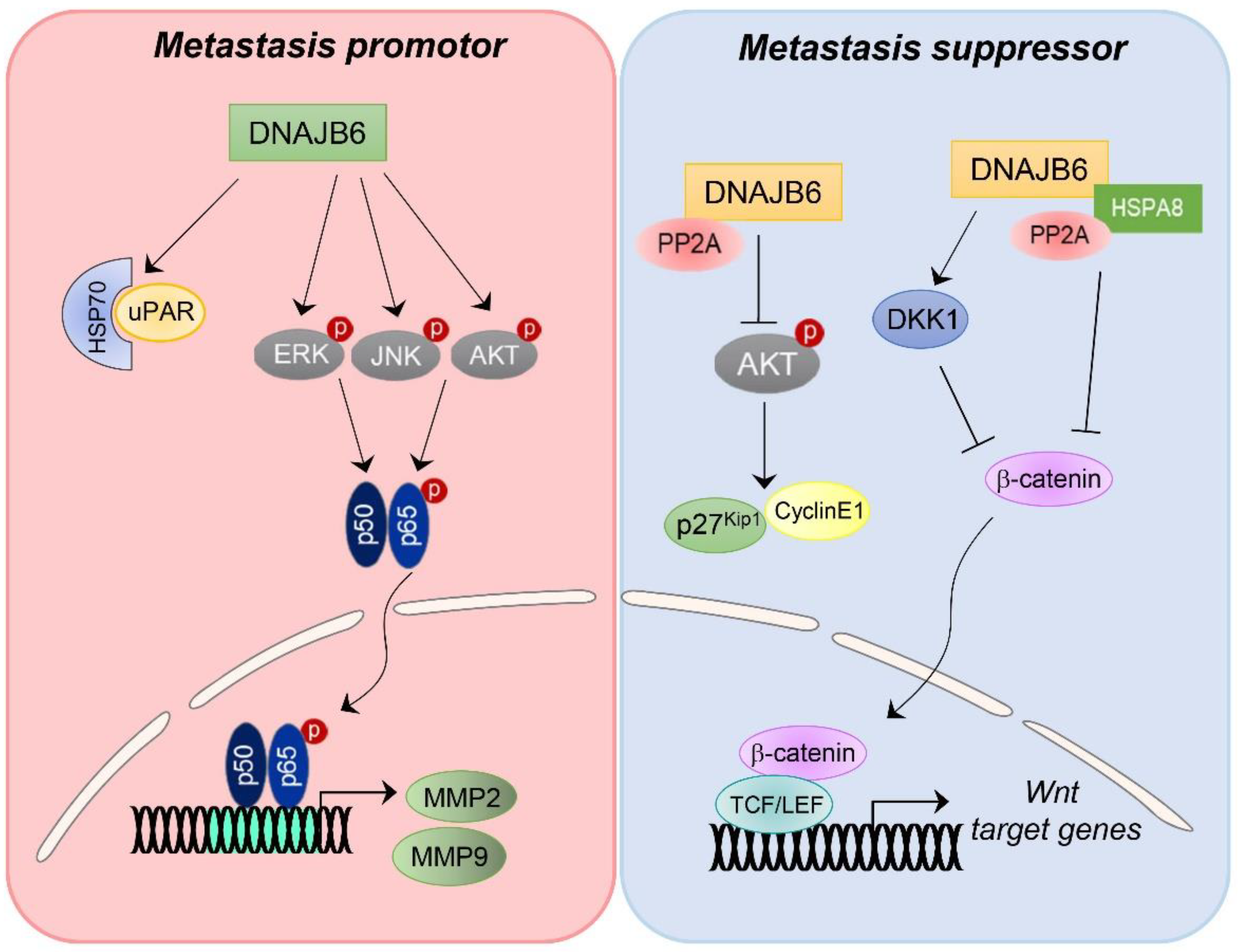 Ijms 23 14970 g004 Ijms 23 14970 g004