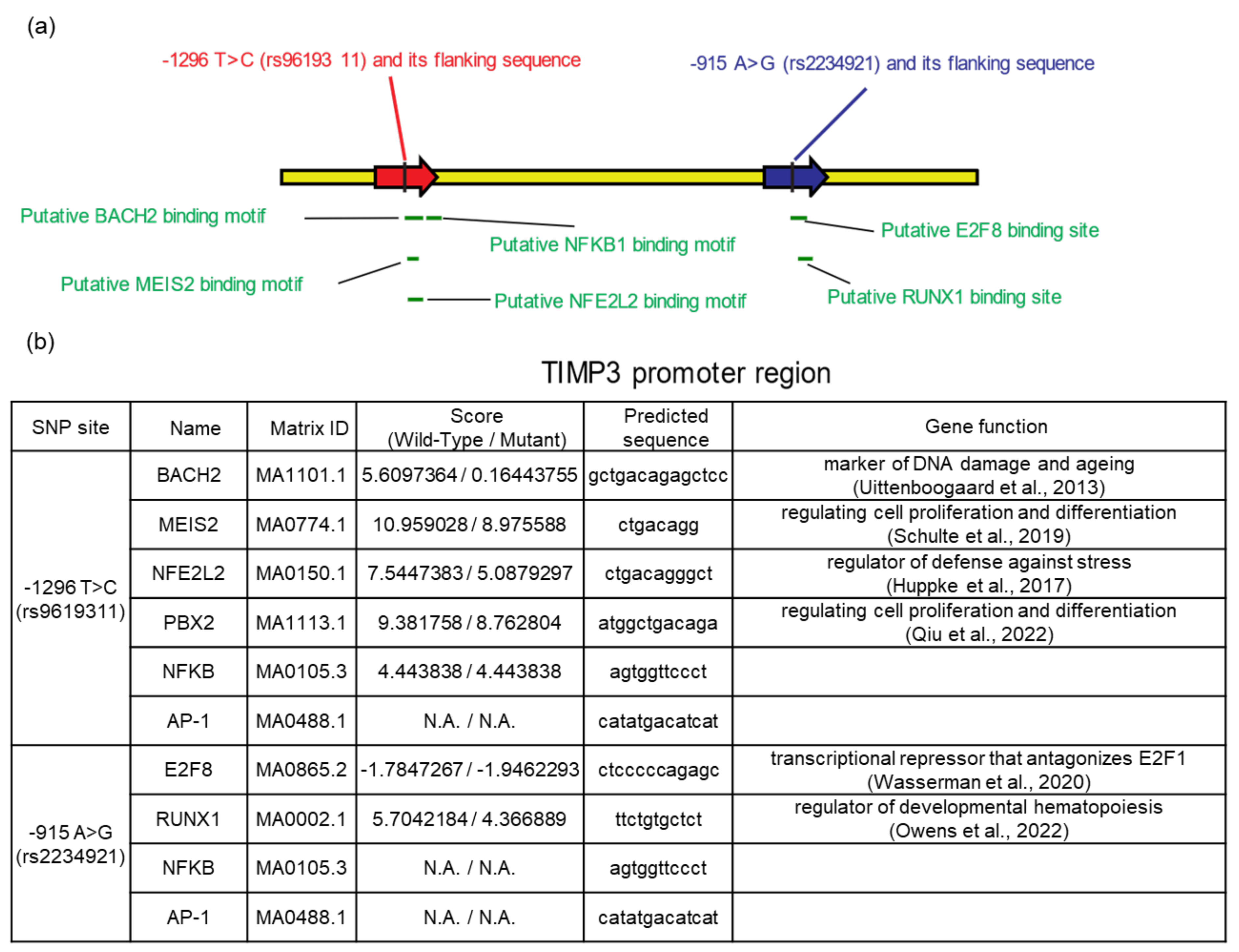 Ijms 23 14980 g001 Ijms 23 14980 g001