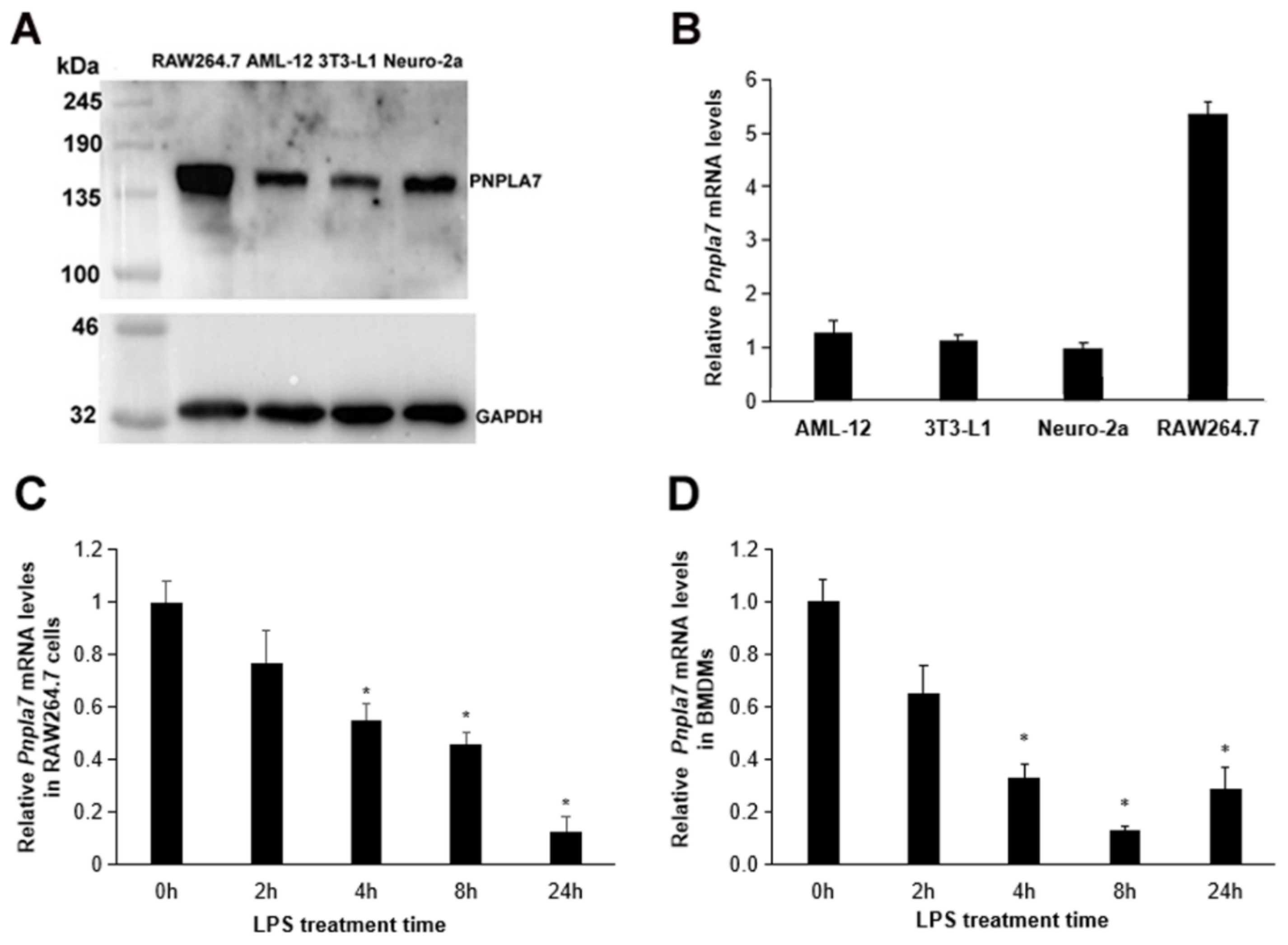 The Patatin–Like Phospholipase Domain Containing Protein 7