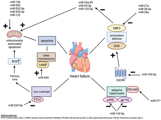 Crosstalk between microRNA and Oxidative Stress in Heart Failure: A ...