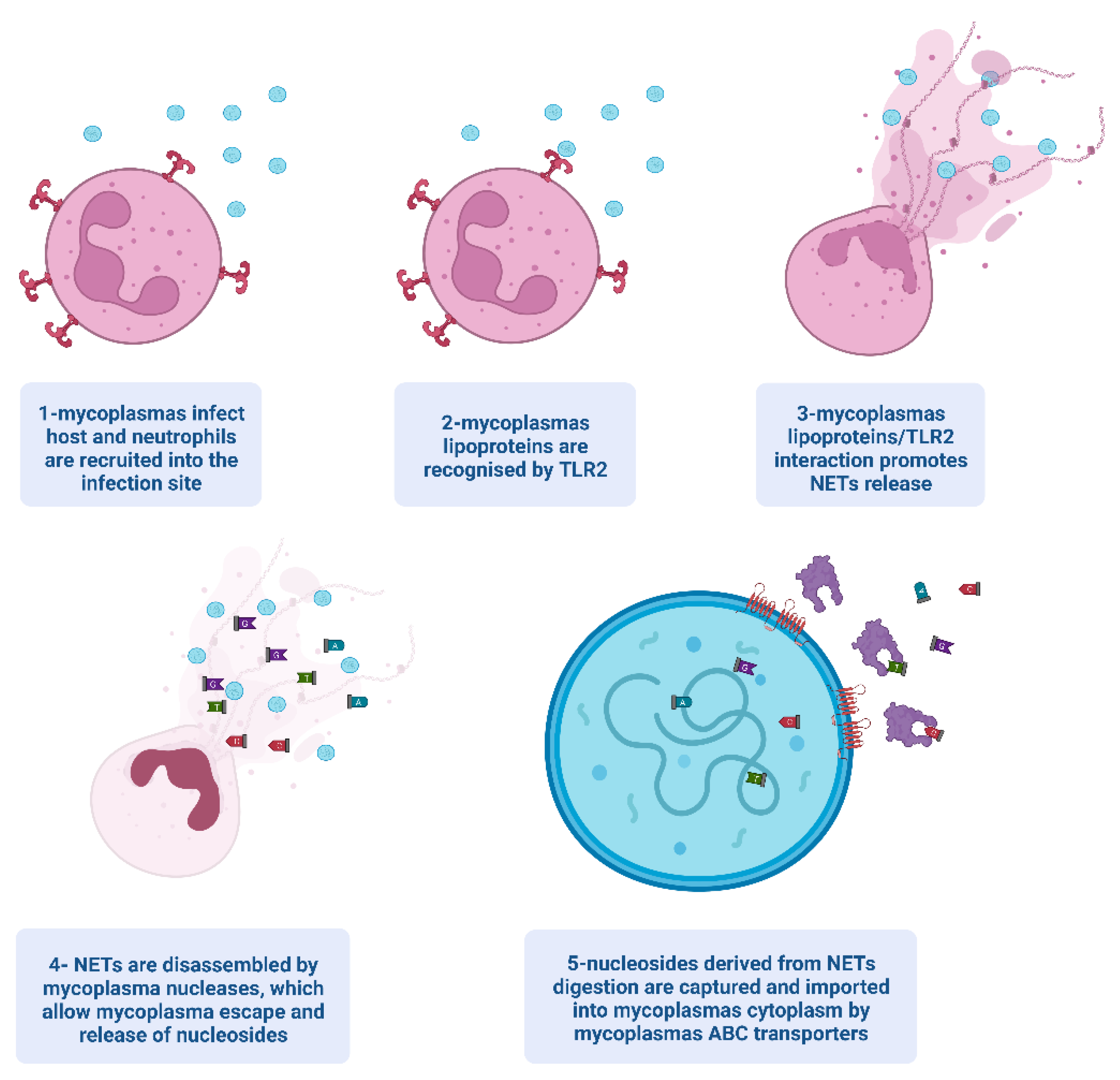 Frontiers  The implication of neutrophil extracellular traps in  nonalcoholic fatty liver disease