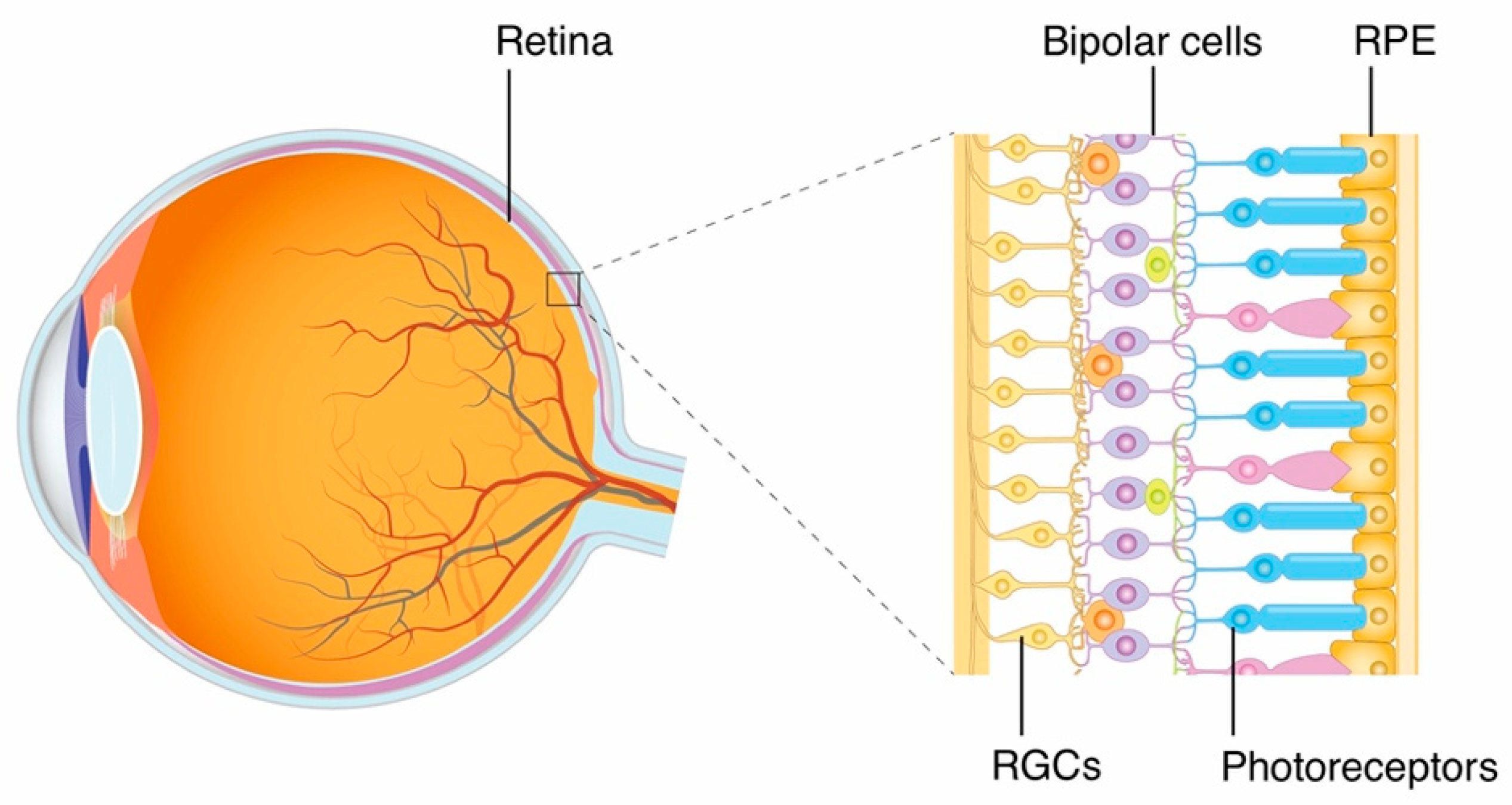 Retinal Bipolar Cells Diagram