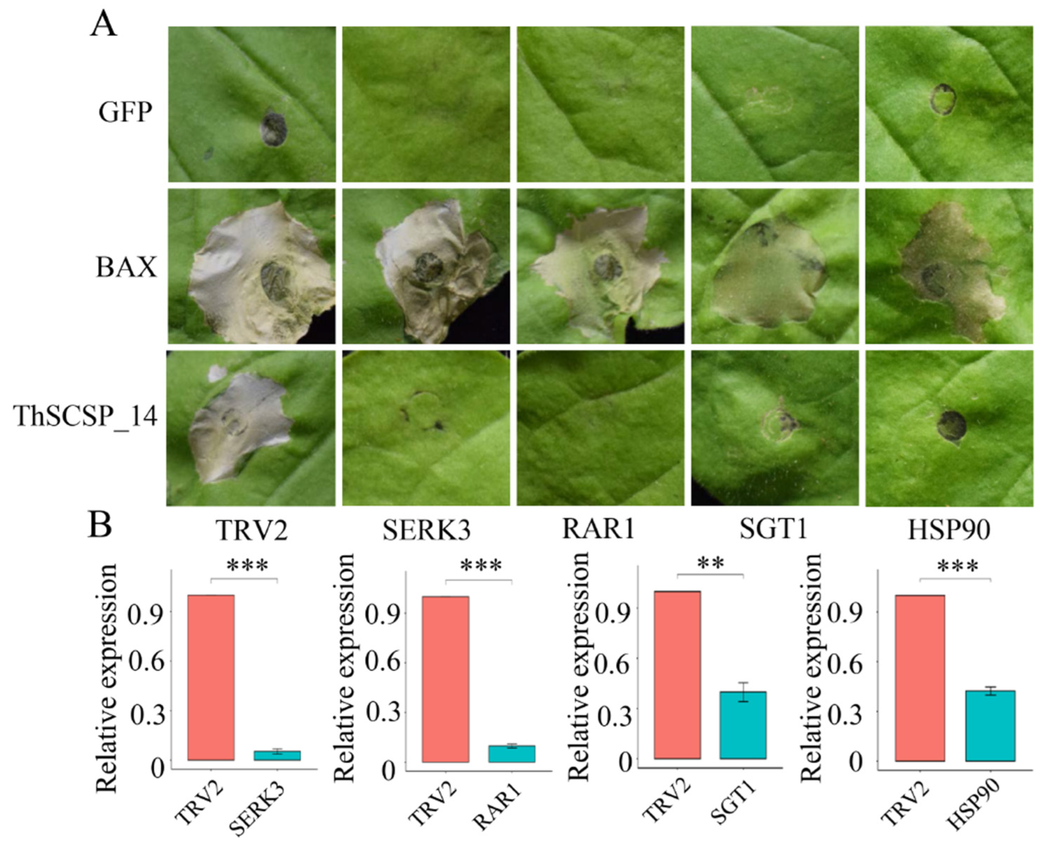 Ijms 23 15042 g005 550