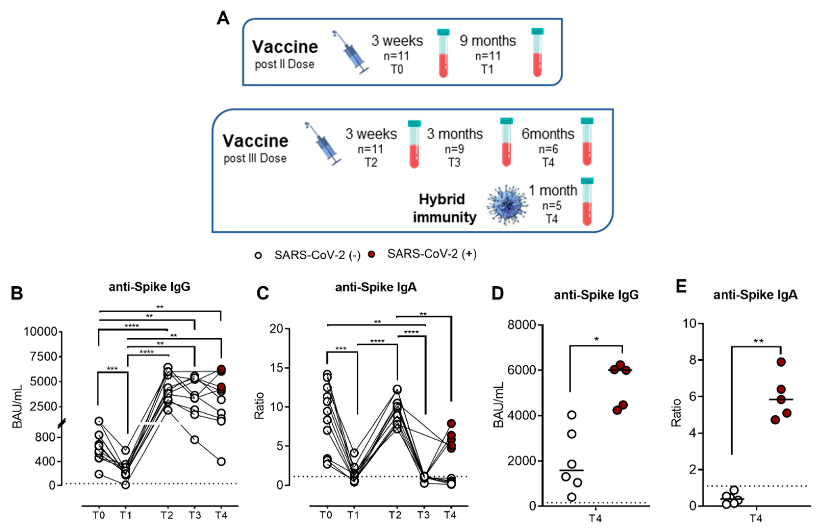 IJMS Free FullText LongTerm Effectiveness of BNT162b2 Pfizer