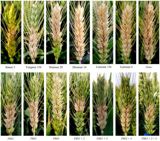 Effects of Fhb1, Fhb2 and Fhb5 on Fusarium Head Blight