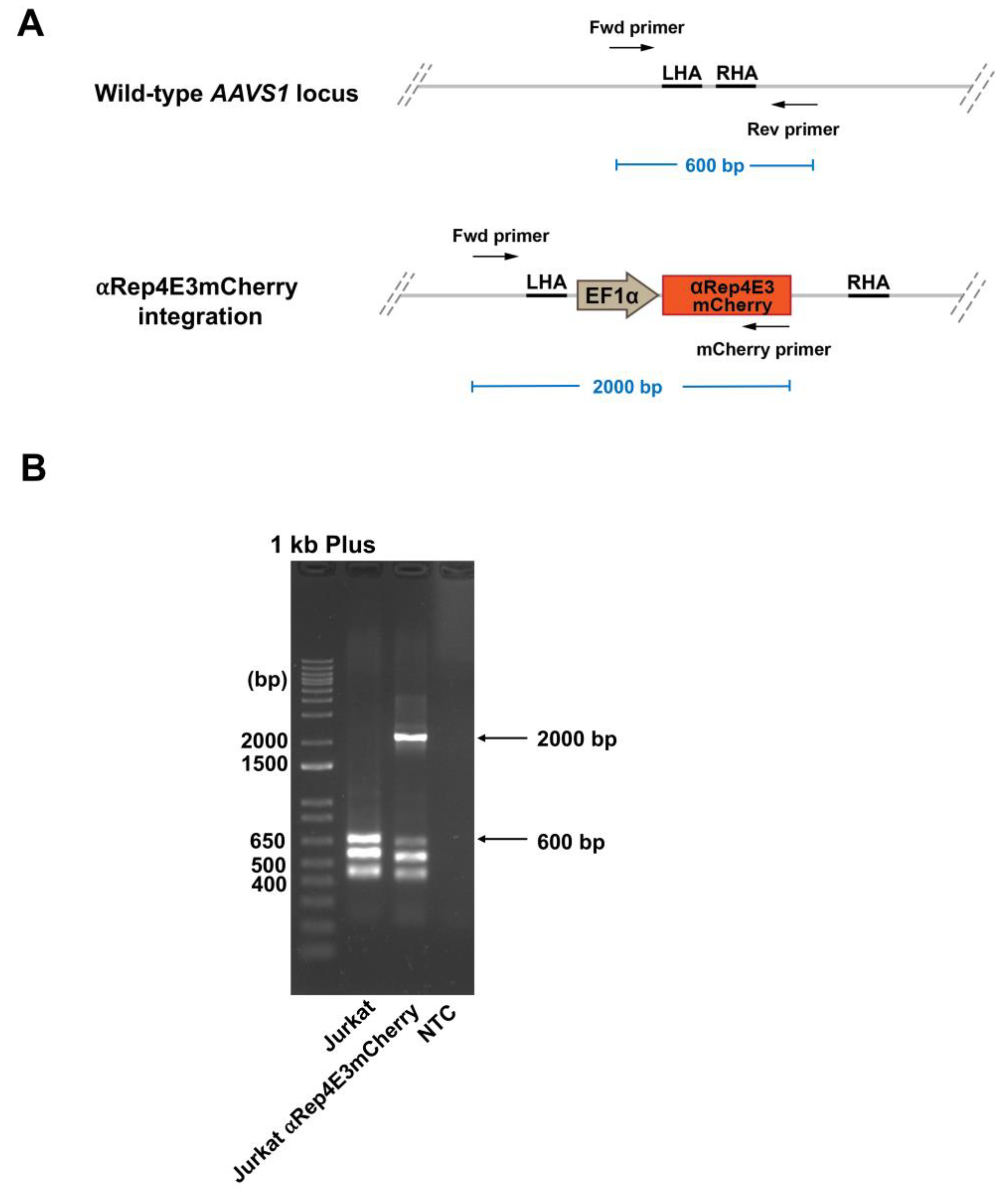 Ijms 23 15049 g003 Ijms 23 15049 g003