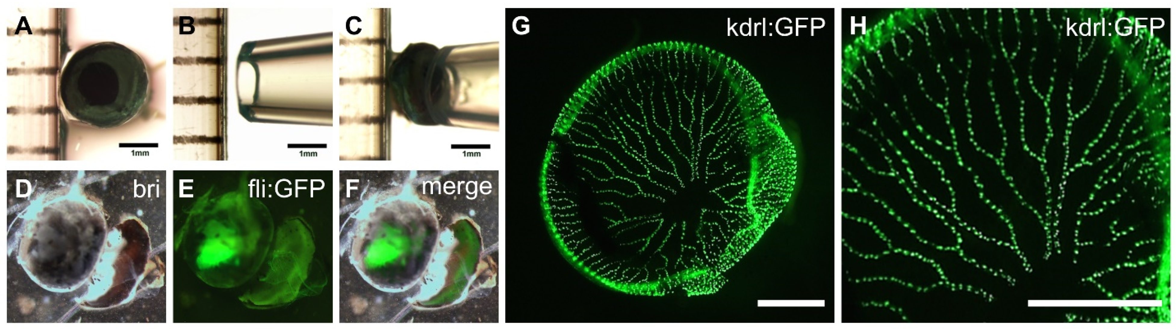 Ijms 23 15069 g001 Ijms 23 15069 g001