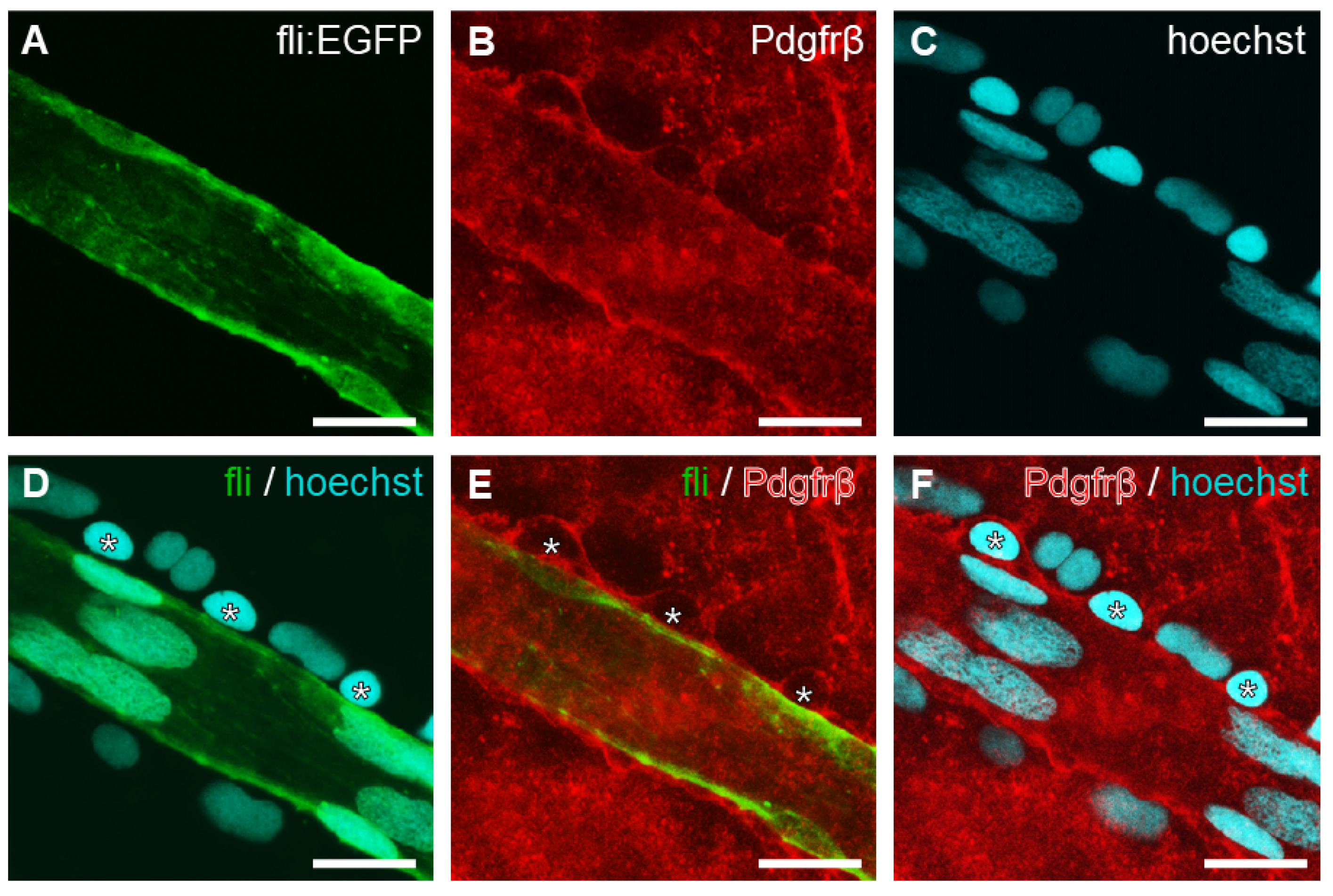 Ijms 23 15069 g004 Ijms 23 15069 g004