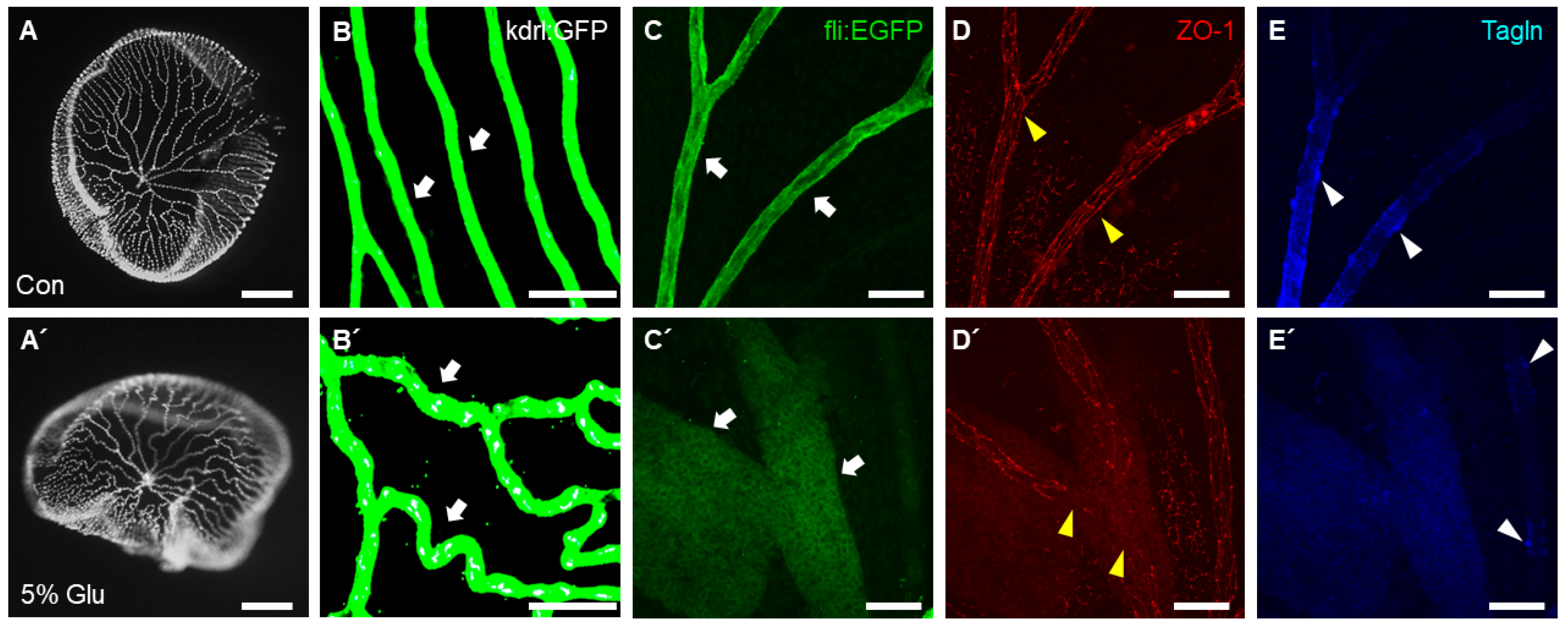 IJMS Free FullText Evaluation of a Rapid and Simple Method for