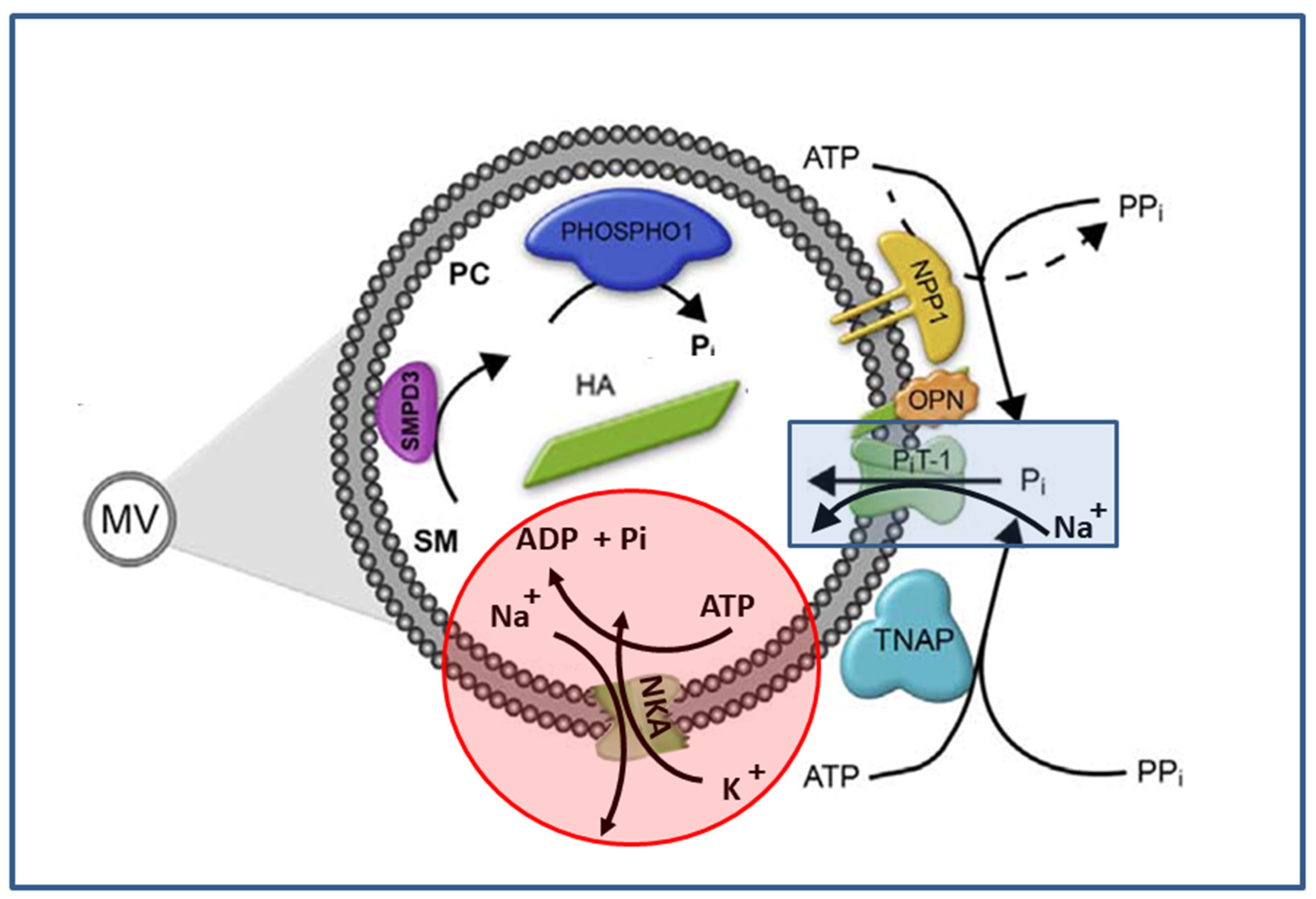 Ijms 23 15072 g001 Ijms 23 15072 g001