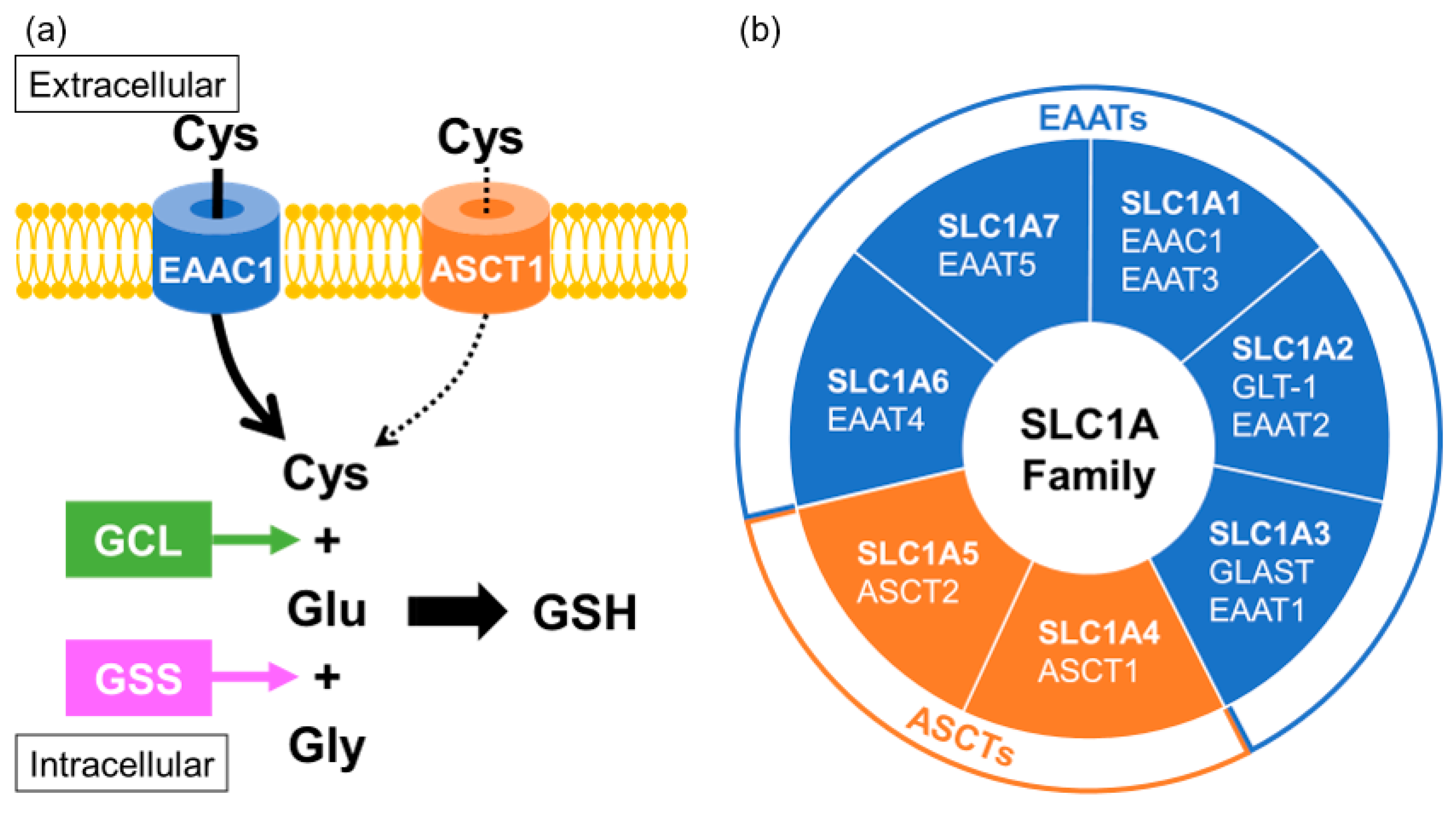 IJMS Free FullText Glutathione Depletion and MicroRNA
