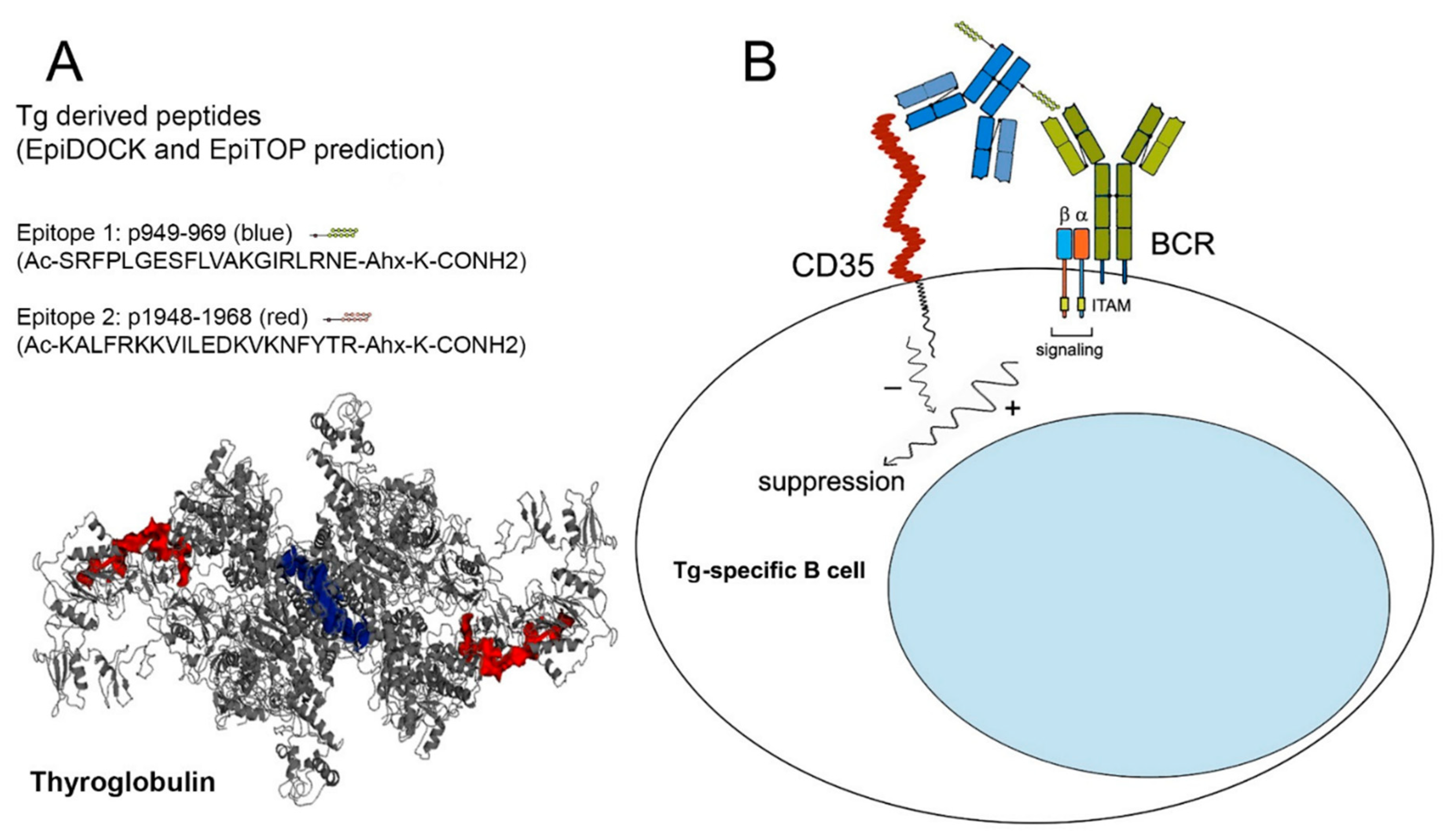 IJMS Free FullText Selective Silencing of DiseaseAssociated B