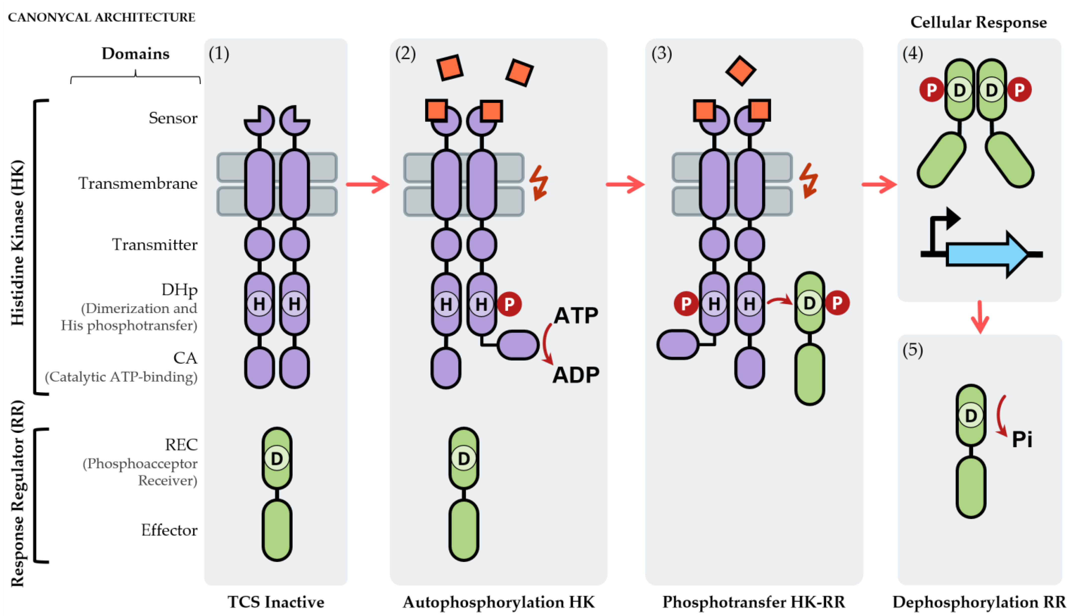 IJMS Free FullText Systems of Streptomyces