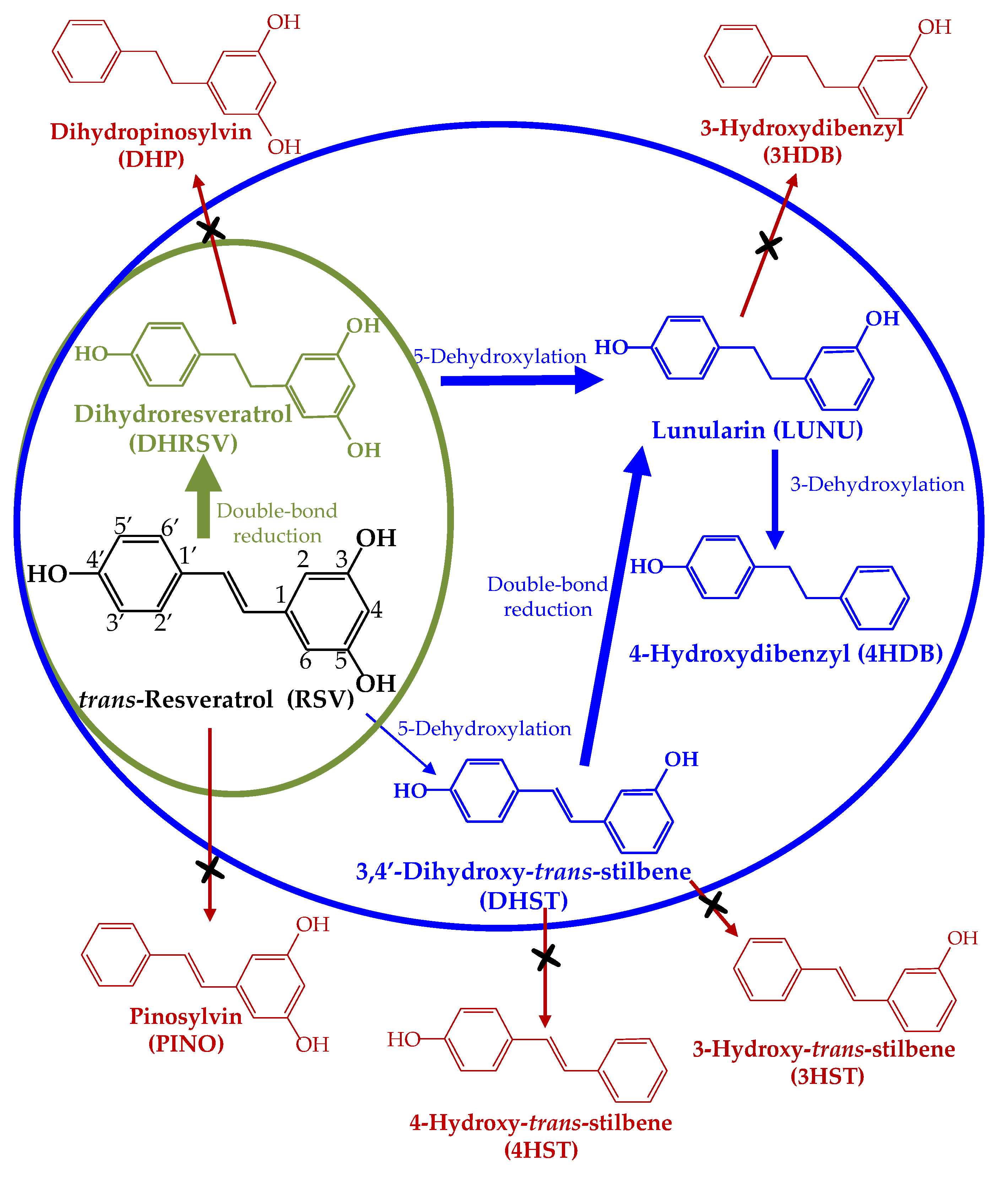 Ijms 23 15102 g011 Ijms 23 15102 g011